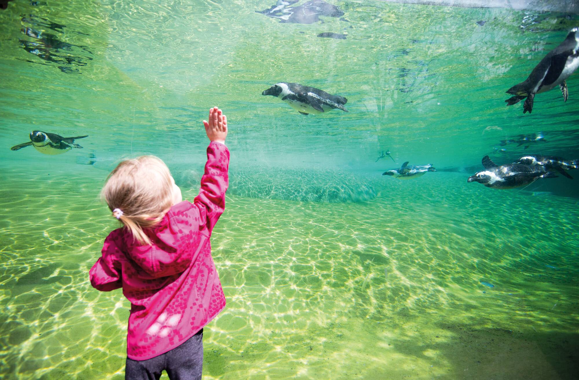 Für Kinder ist der Zoo ein besonderes Erlebnis.