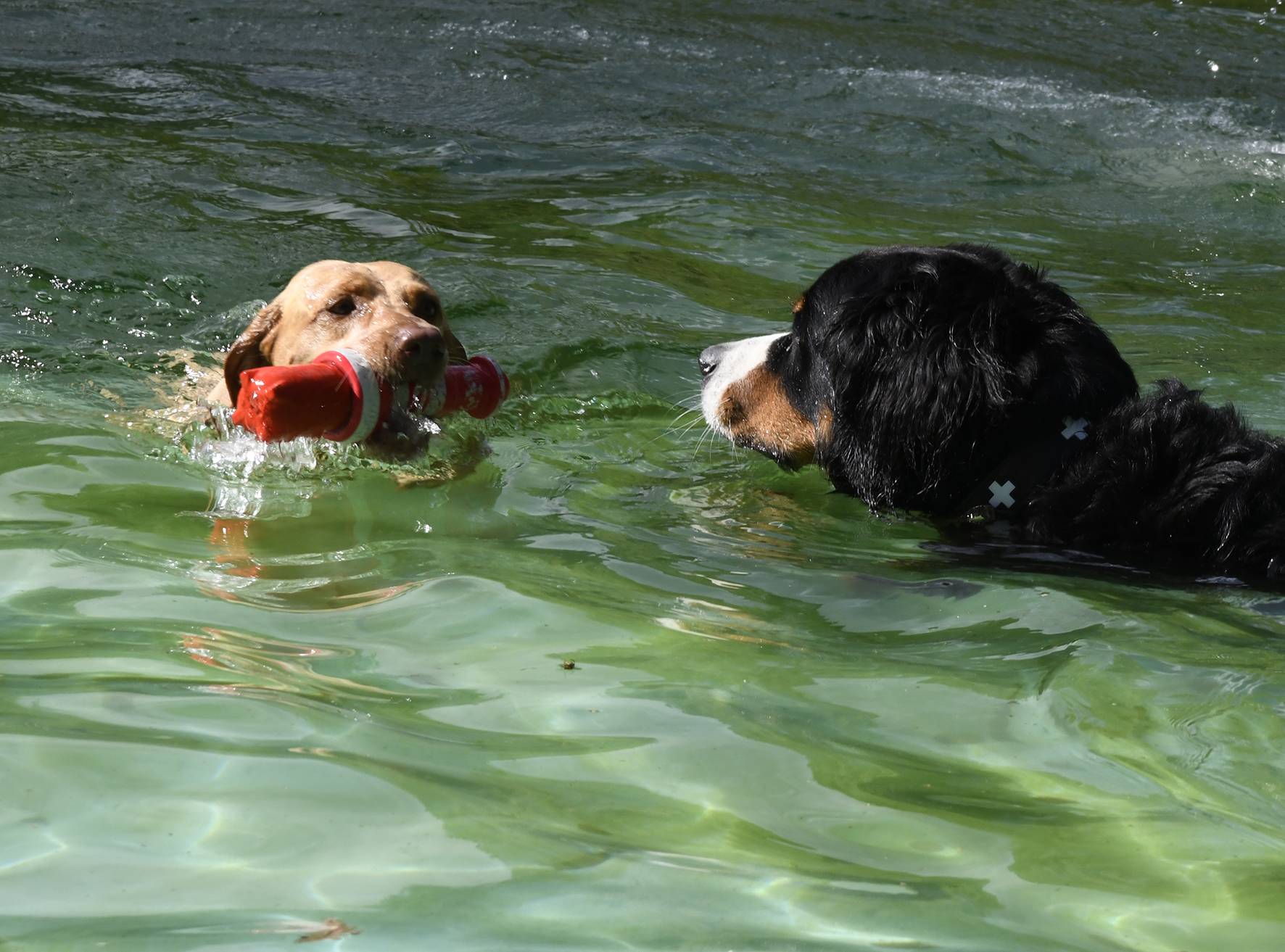 Hundeschwimmen im Wuppertaler Freibad Eckbusch​