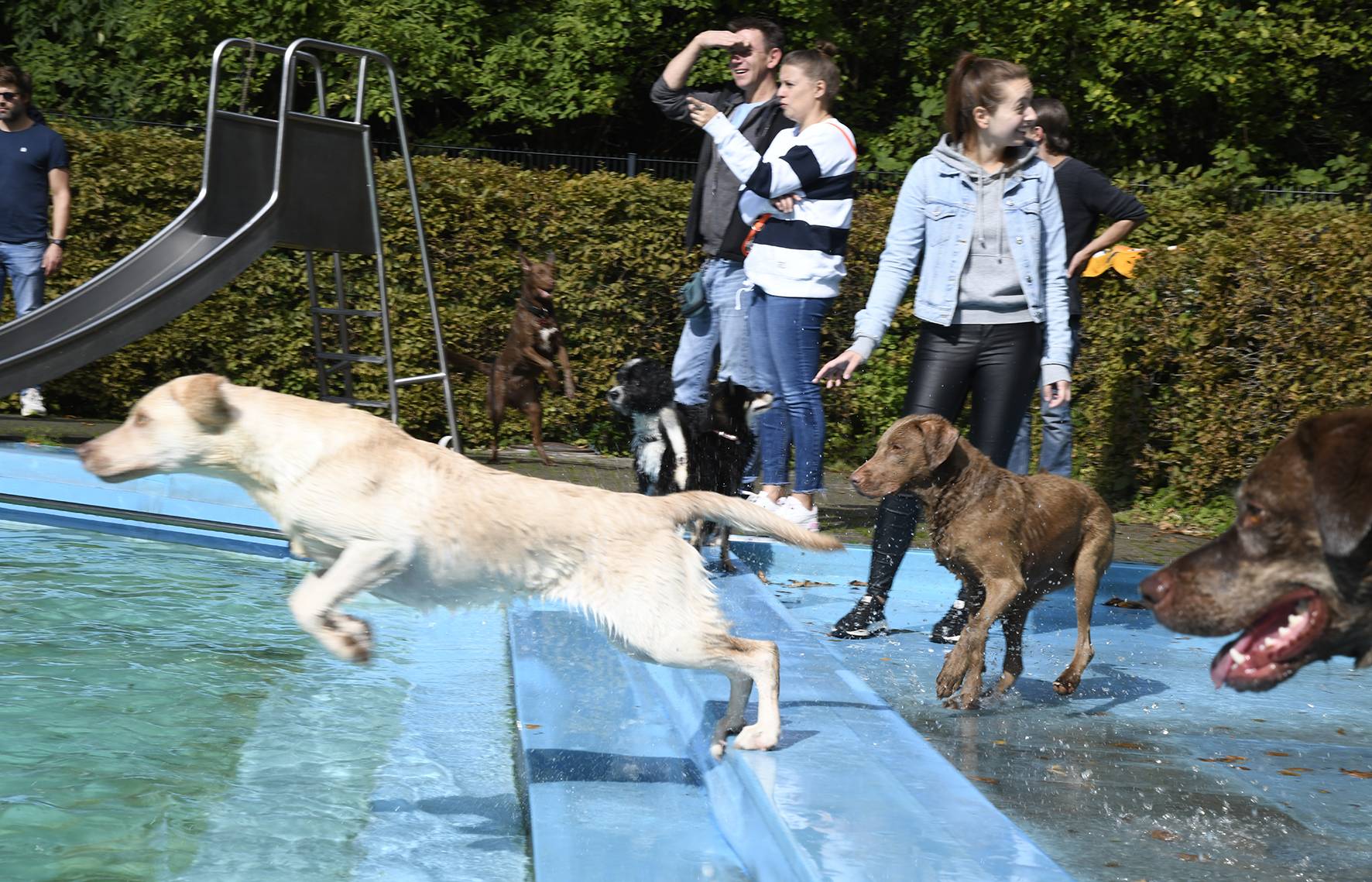 Saisonabschluss mit dem Hundeschwimmen