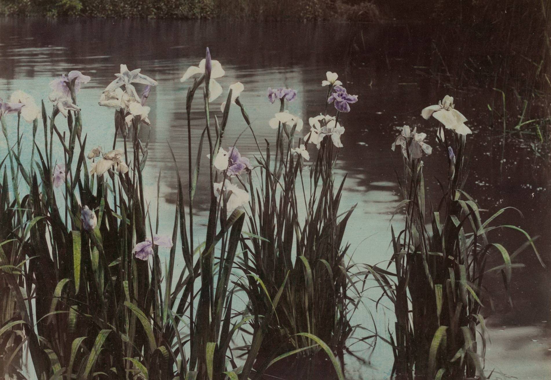 Ein impressionistisches Gemälde? Nein: Diese Fotografie mit dem Titel „Wasserlilien“, von der nicht bekannt ist, wer sie gemacht hat, stammt aus der Zeit um 1890.
