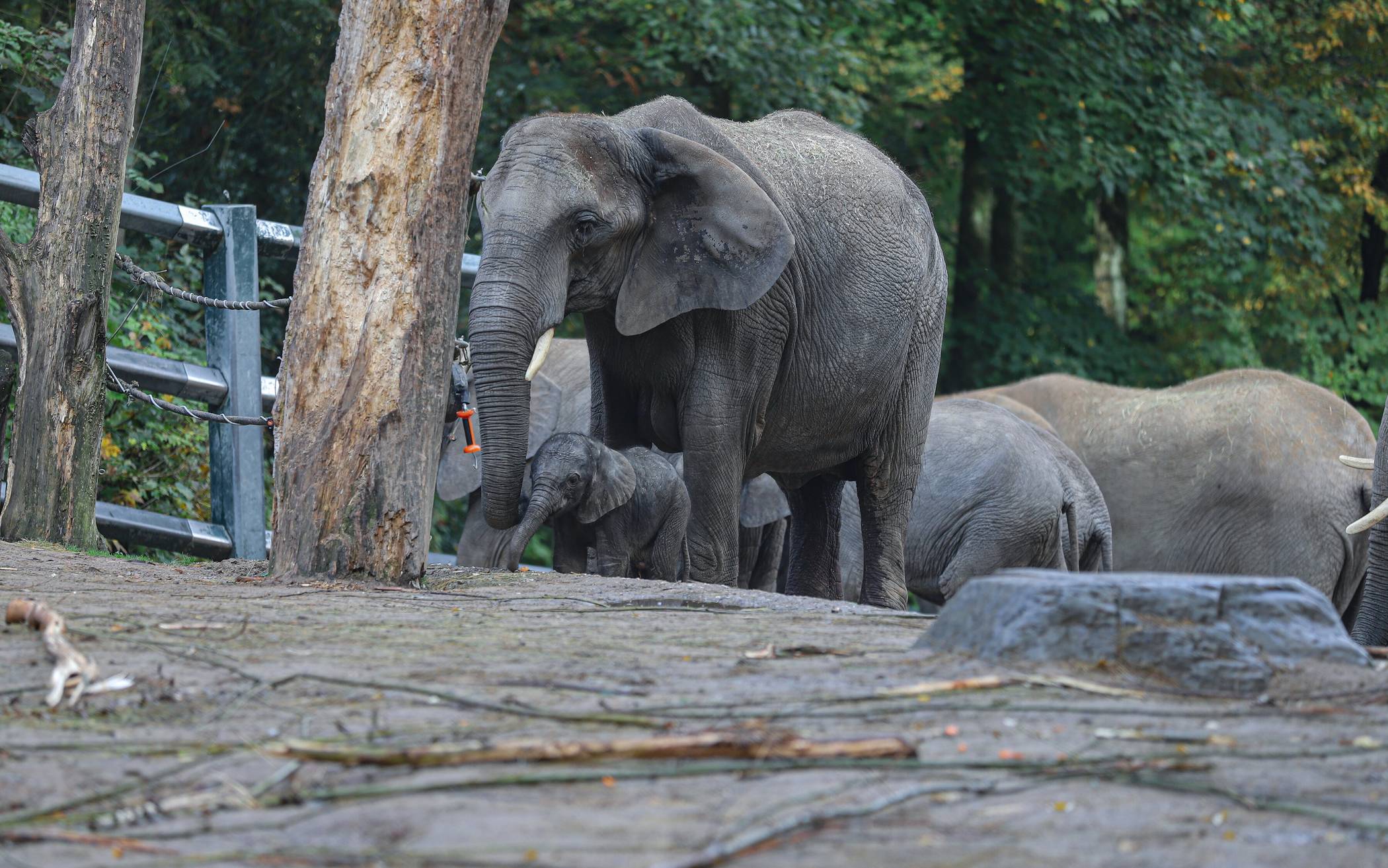Elefanten-Baby tollt über die Anlage