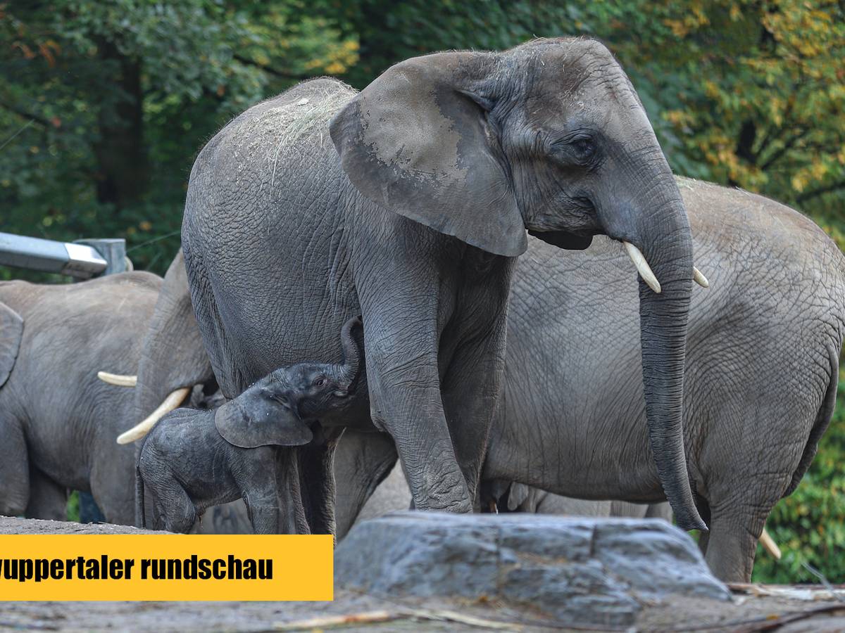 Elefanten-Blitzgeburt im Wuppertaler Zoo