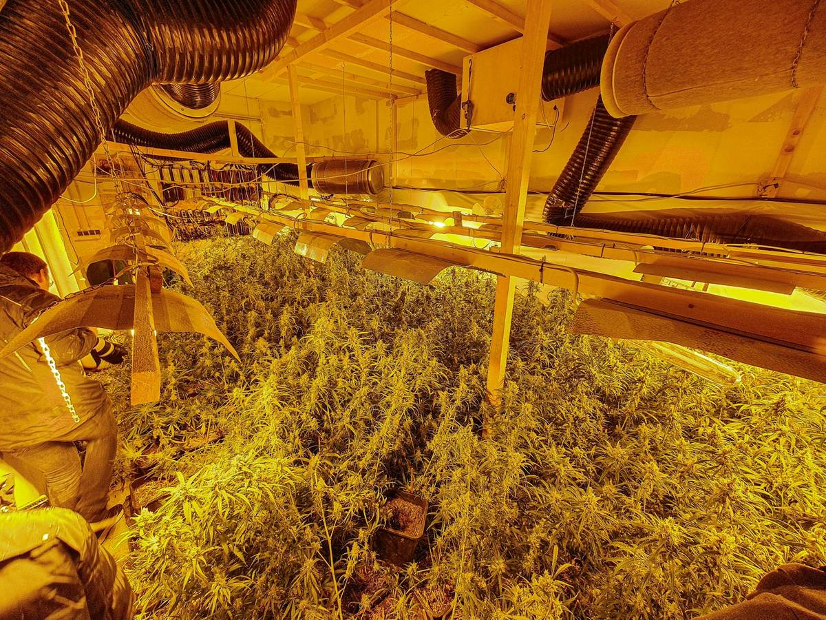 Marihuana-Plantage und Festnahmen
