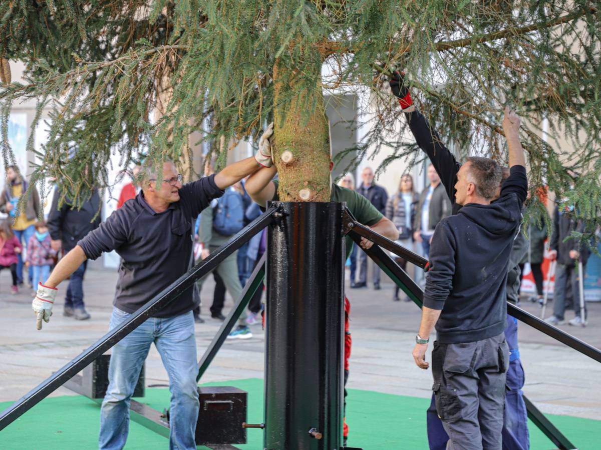 Der Weihnachtsbaum steht vor dem Rathaus

