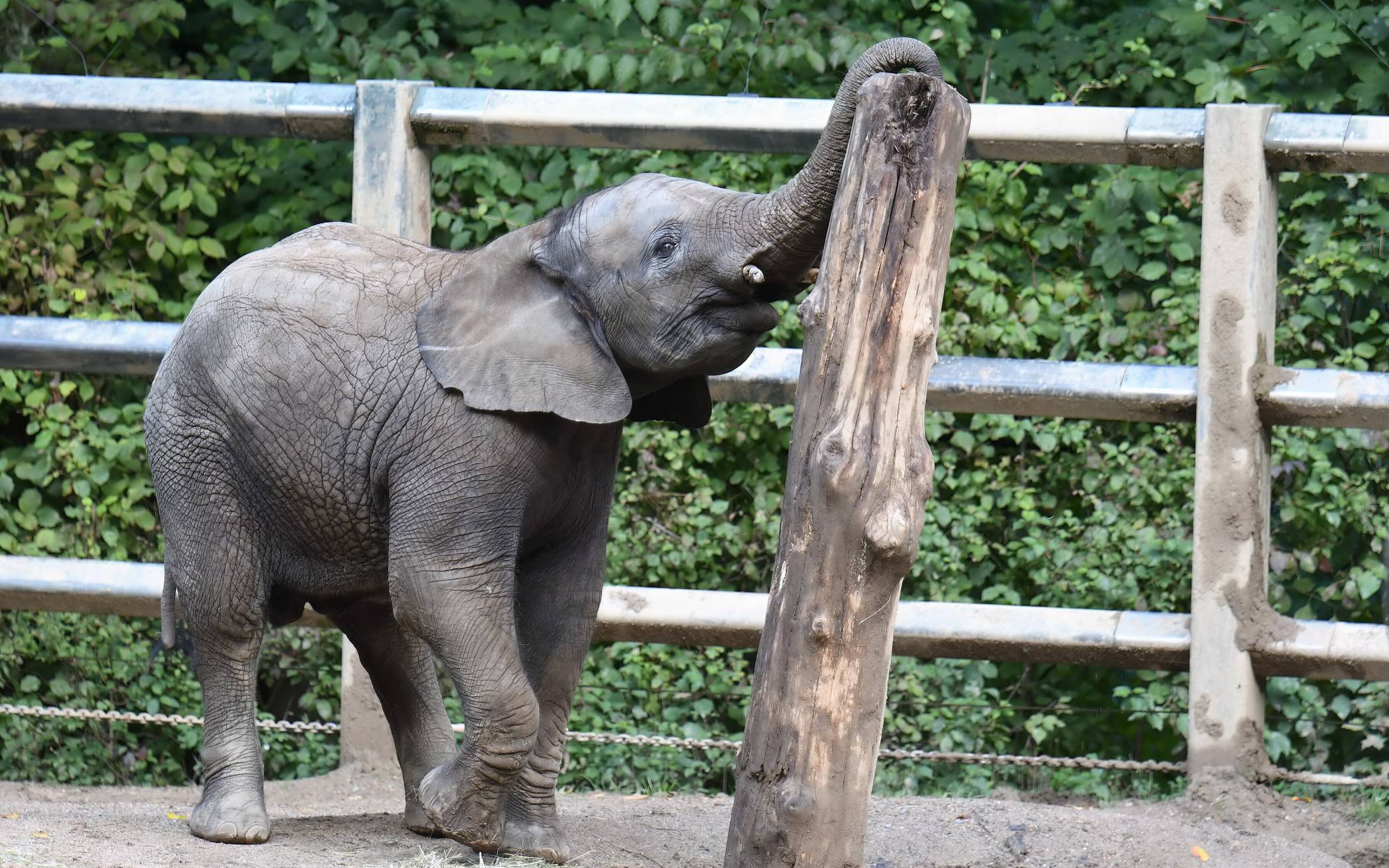 Elefant „Tsavo“ musste eingeschläfert werden