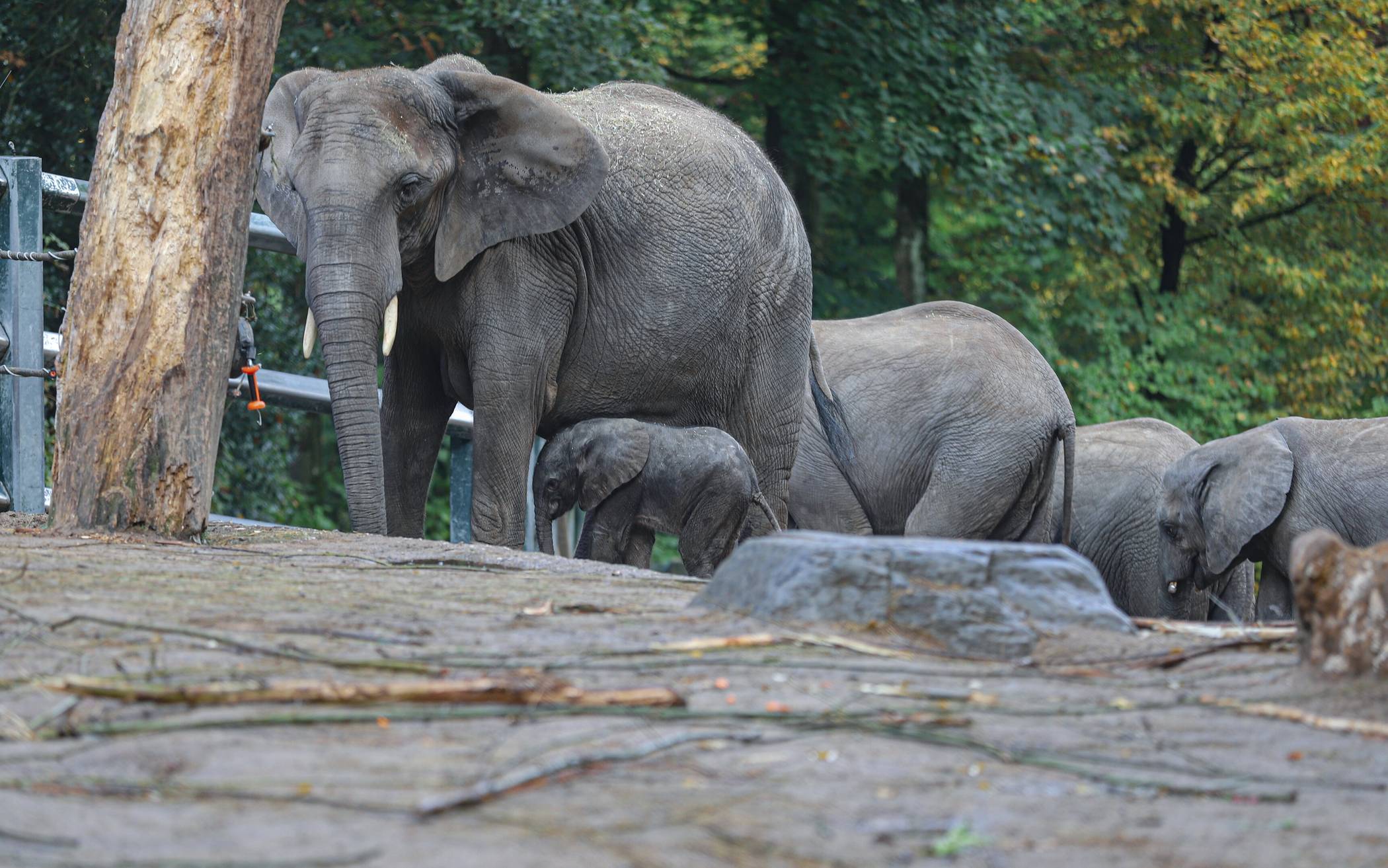 Die Elefanten im Günen Zoo.