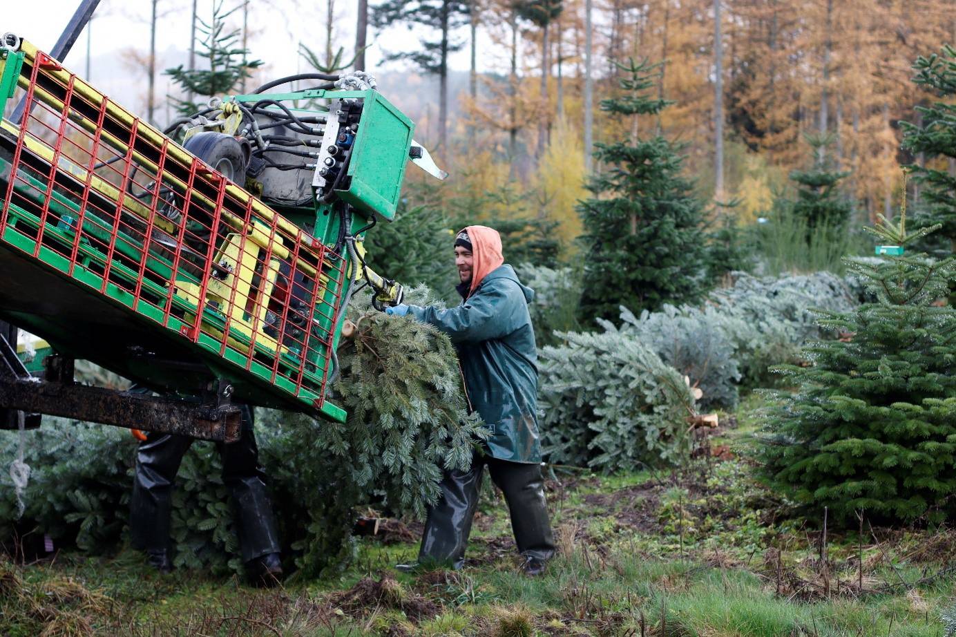 Die „Ernte“ der Weihnachtsbäume im Sauerland.