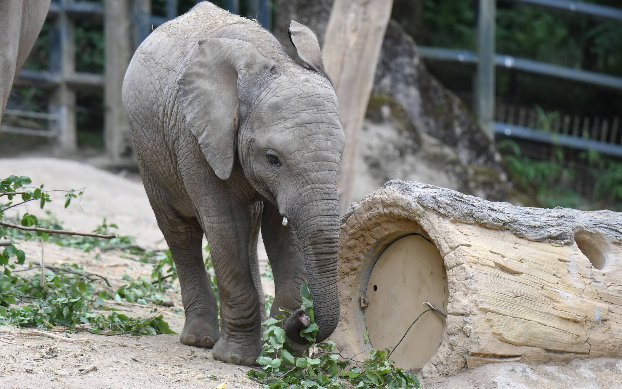Zoo: „Tsavo“ litt an Tetanus