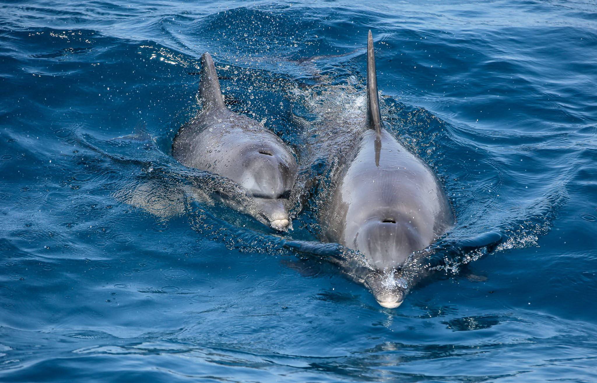 Hautnahe Aufnahmen vom „Clan der Delphine“