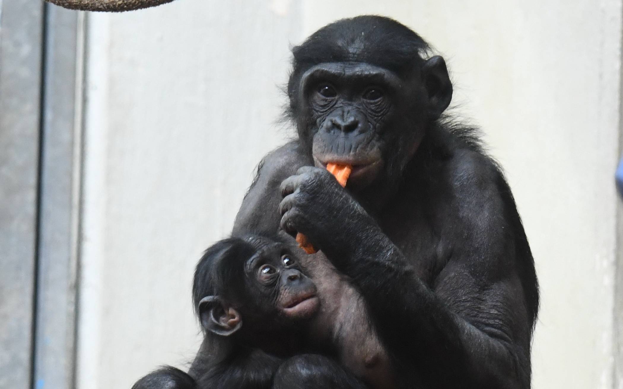Bonobo Huenda mit Lukombo im Mai 2022.