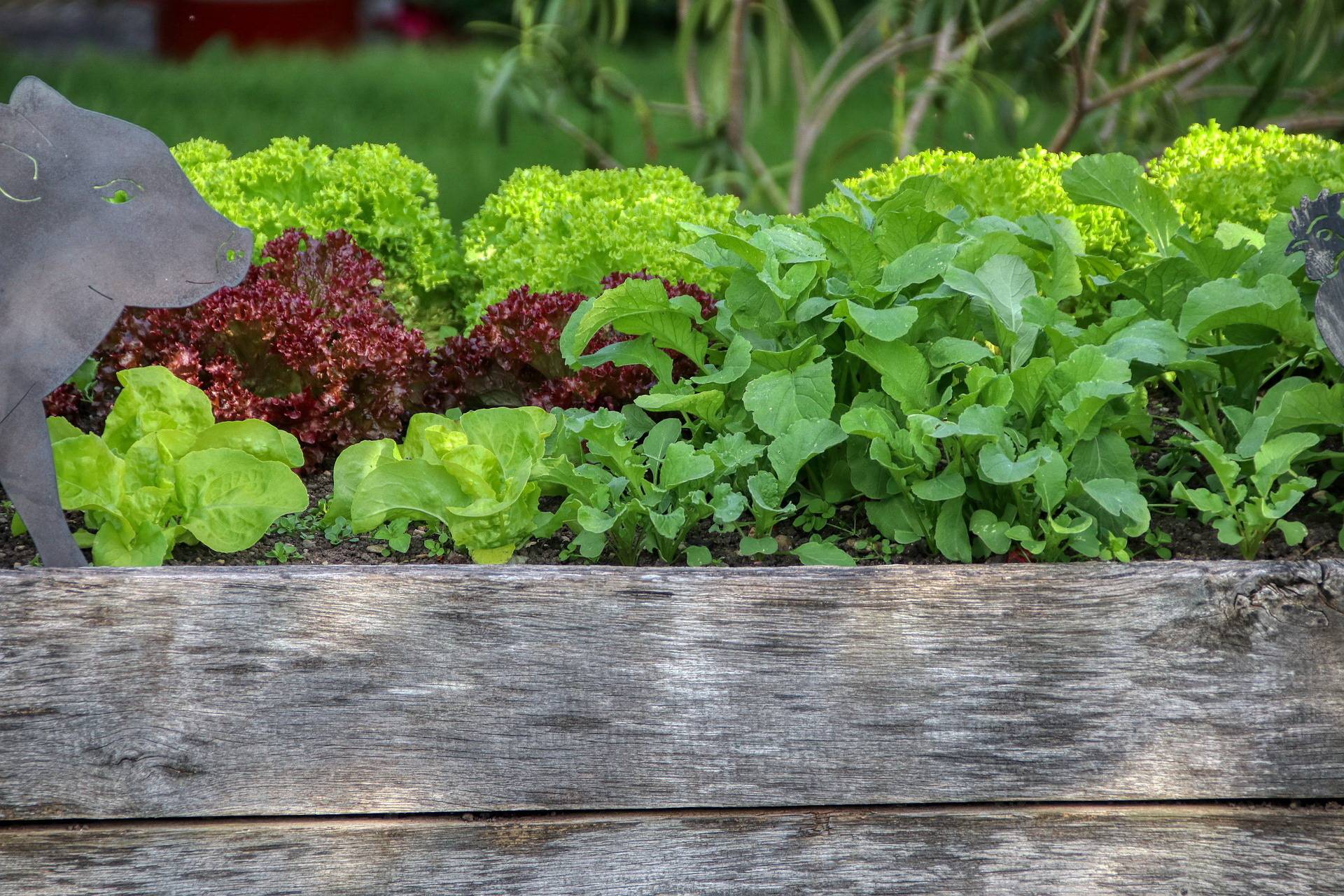 Auch Salat kann man in einem Hochbeet anpflanzen.
