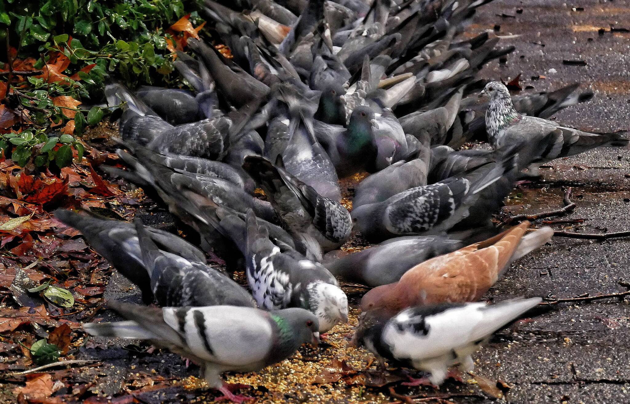 Eine Ansammlung von Tauben in Wuppertal,