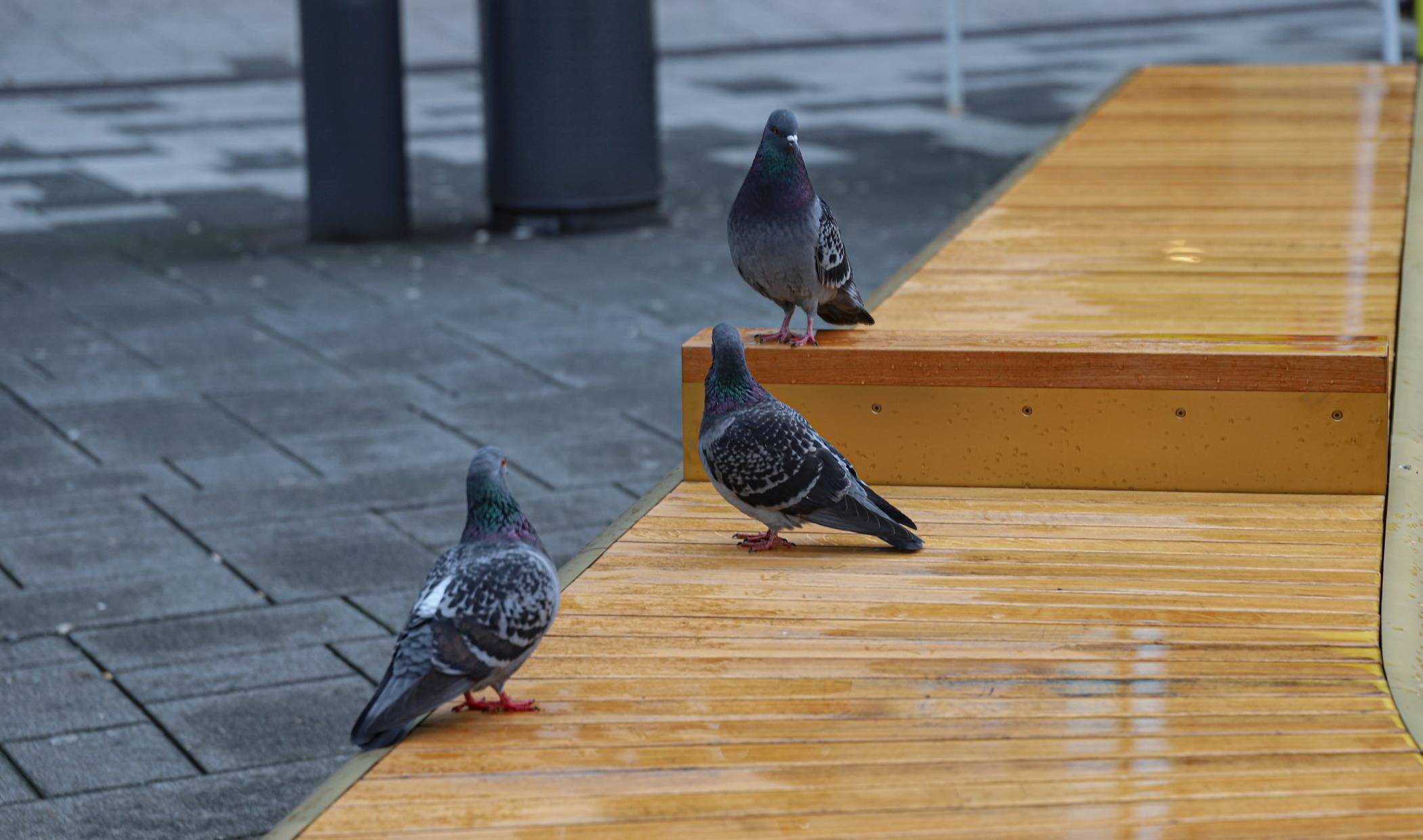 Auch die neuen „goldenen“ Bänke auf