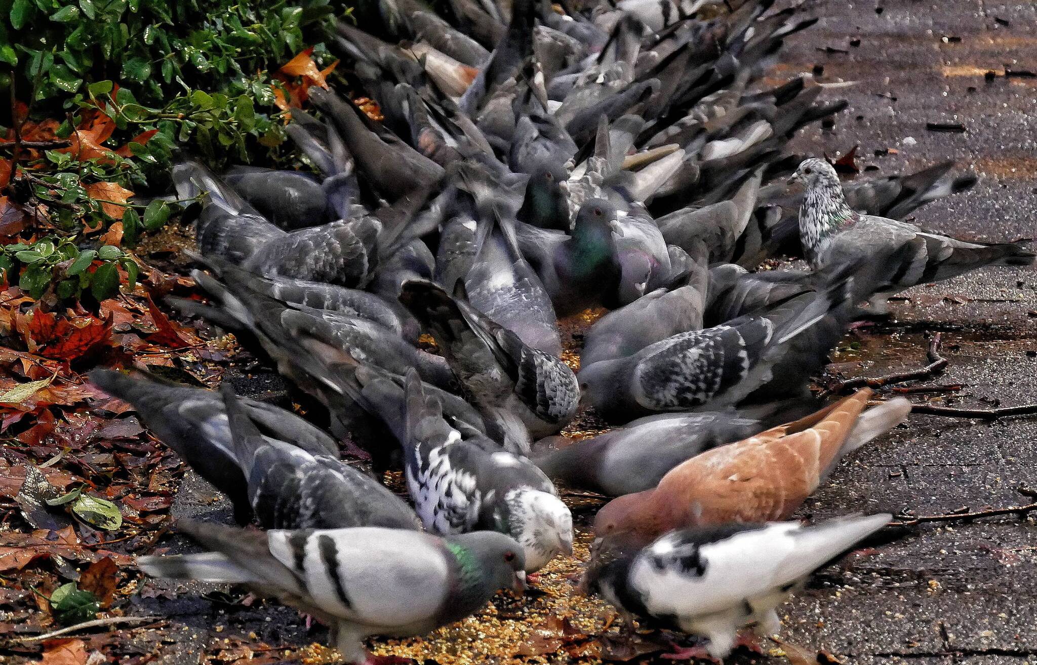 Tauben in Elberfeld, für die Futter ausgestreut wurde.
