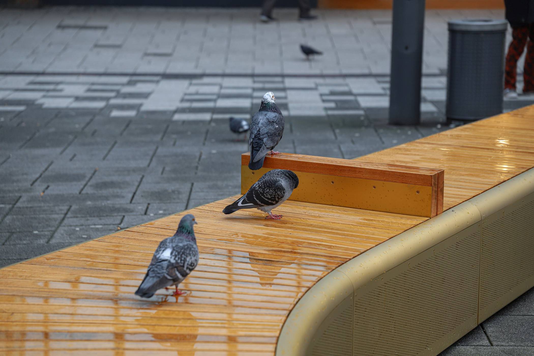  Tauben in der Elberfelder City. 