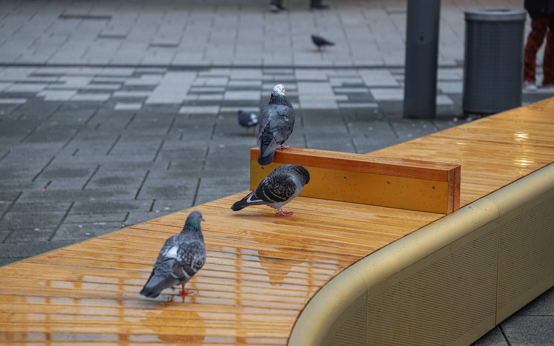 Tauben in der Elberfelder City.