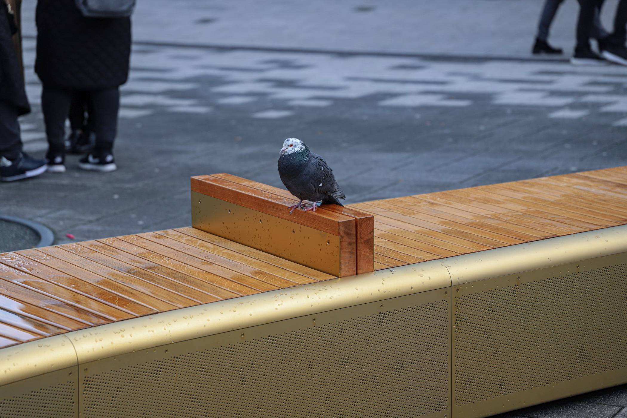  Eine Taube in Elberfeld. 