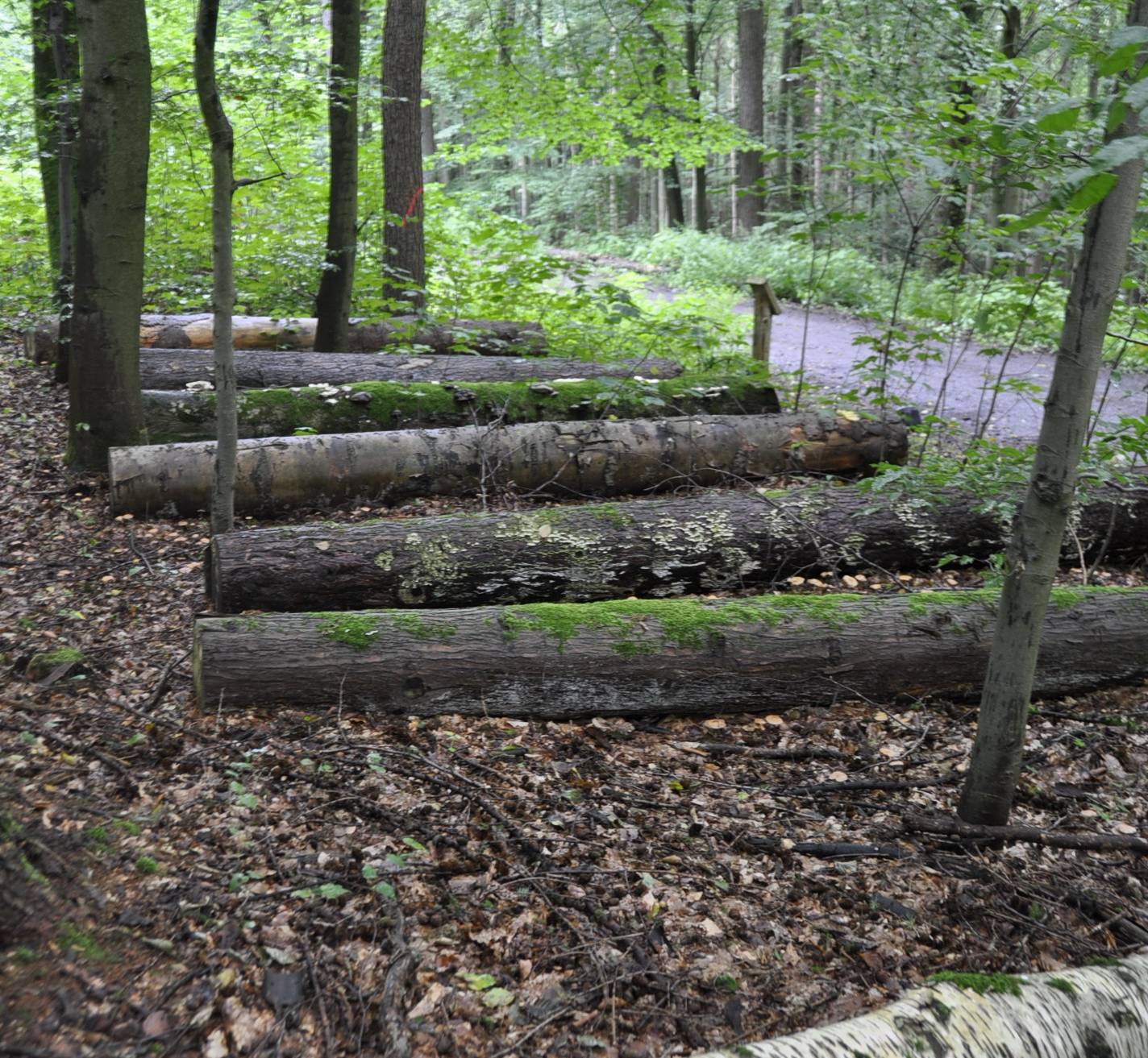 Waldführung durch das Burgholz