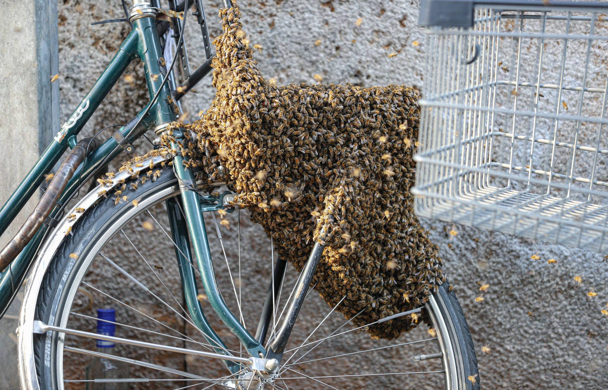 Bienenschwarm lässt sich auf Fahrrad nieder