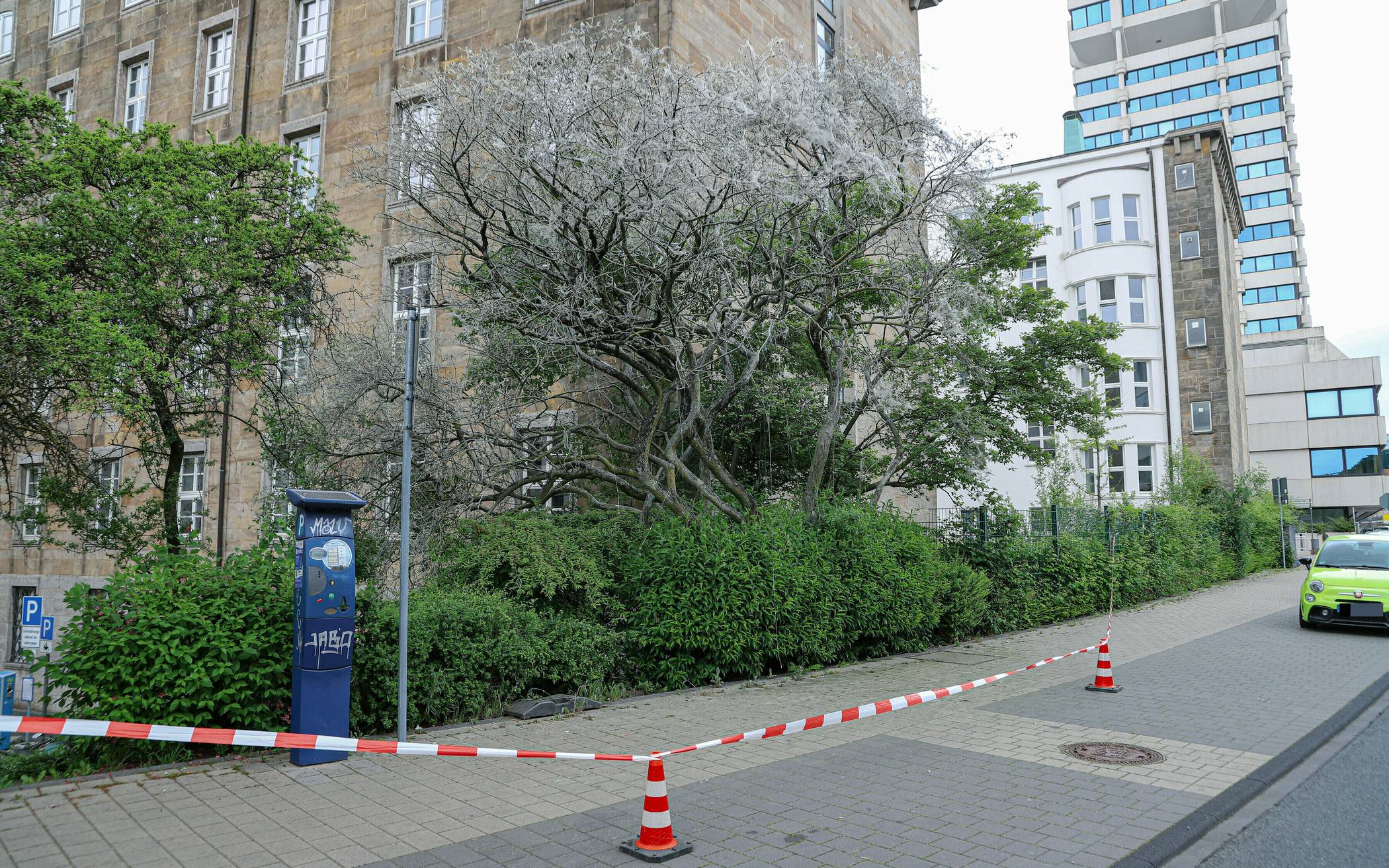 Baum mit Gespinstmotten – Bürgersteig gesperrt