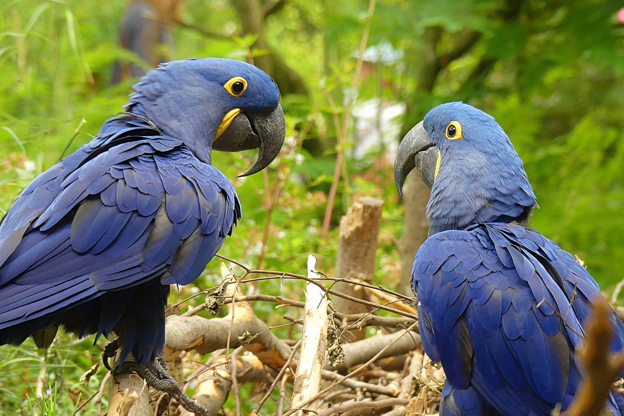 Natürlich ist beim Kinderfest auch die Freiflugvoliere „Aralandia“ zu besichtigen.