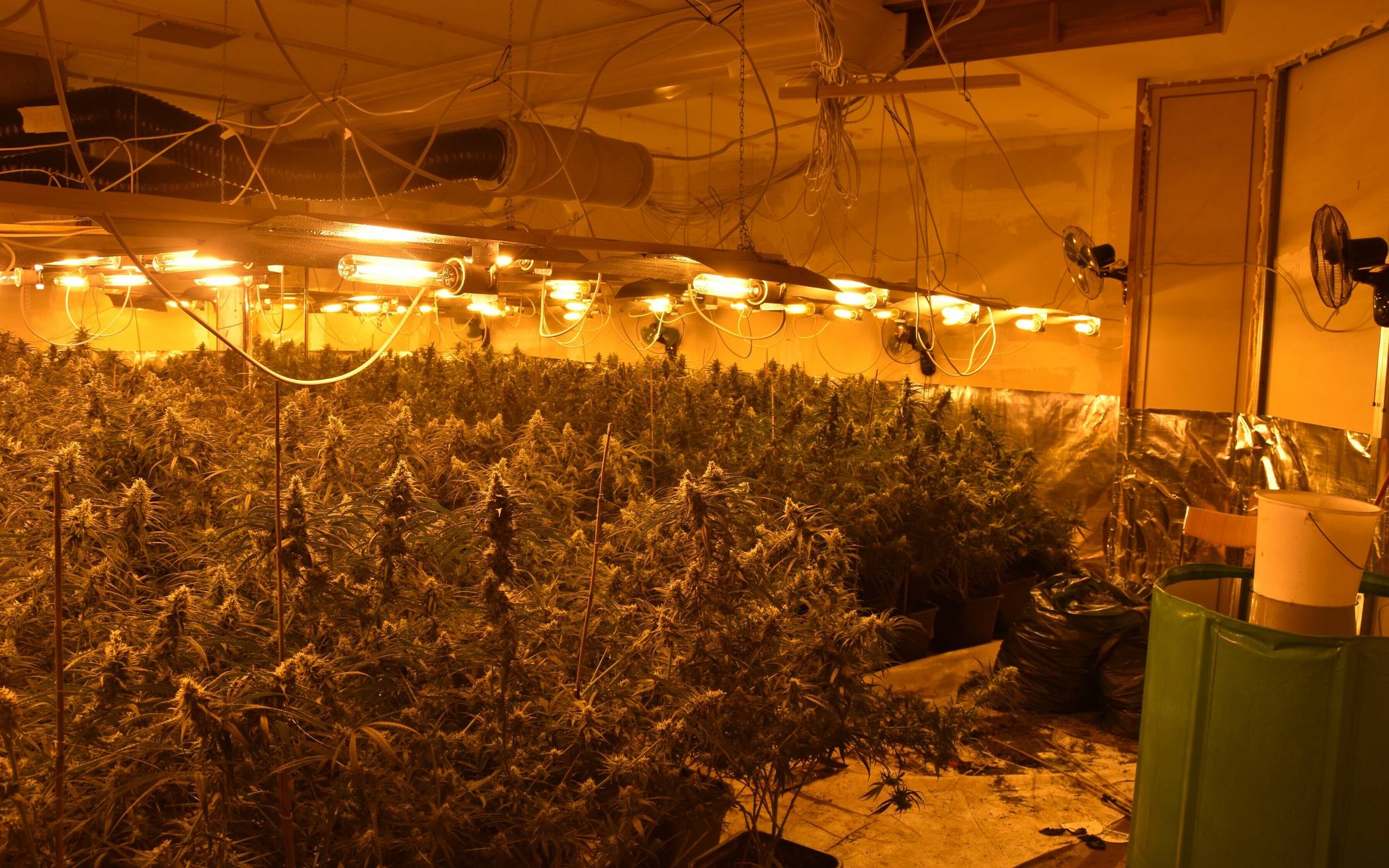 Größere Cannabis-Plantage aufgeflogen