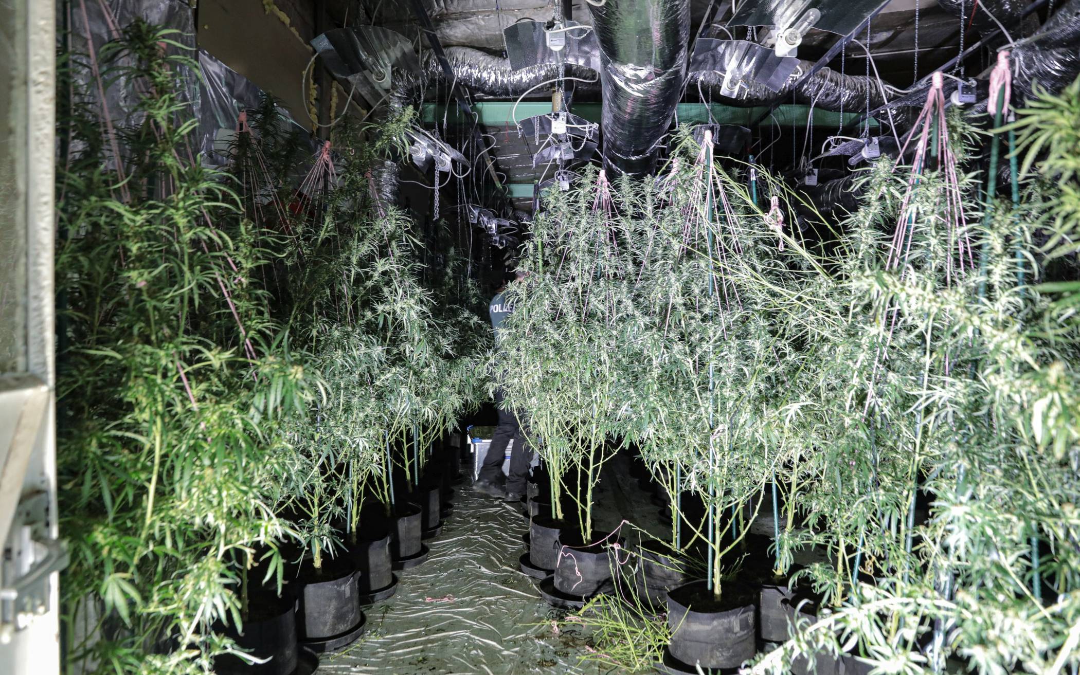 Marihuana-Plantage in Wuppertal-Elberfeld ausgehoben​