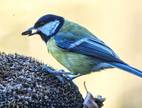 Futterhilfe für eine Blaumeise.