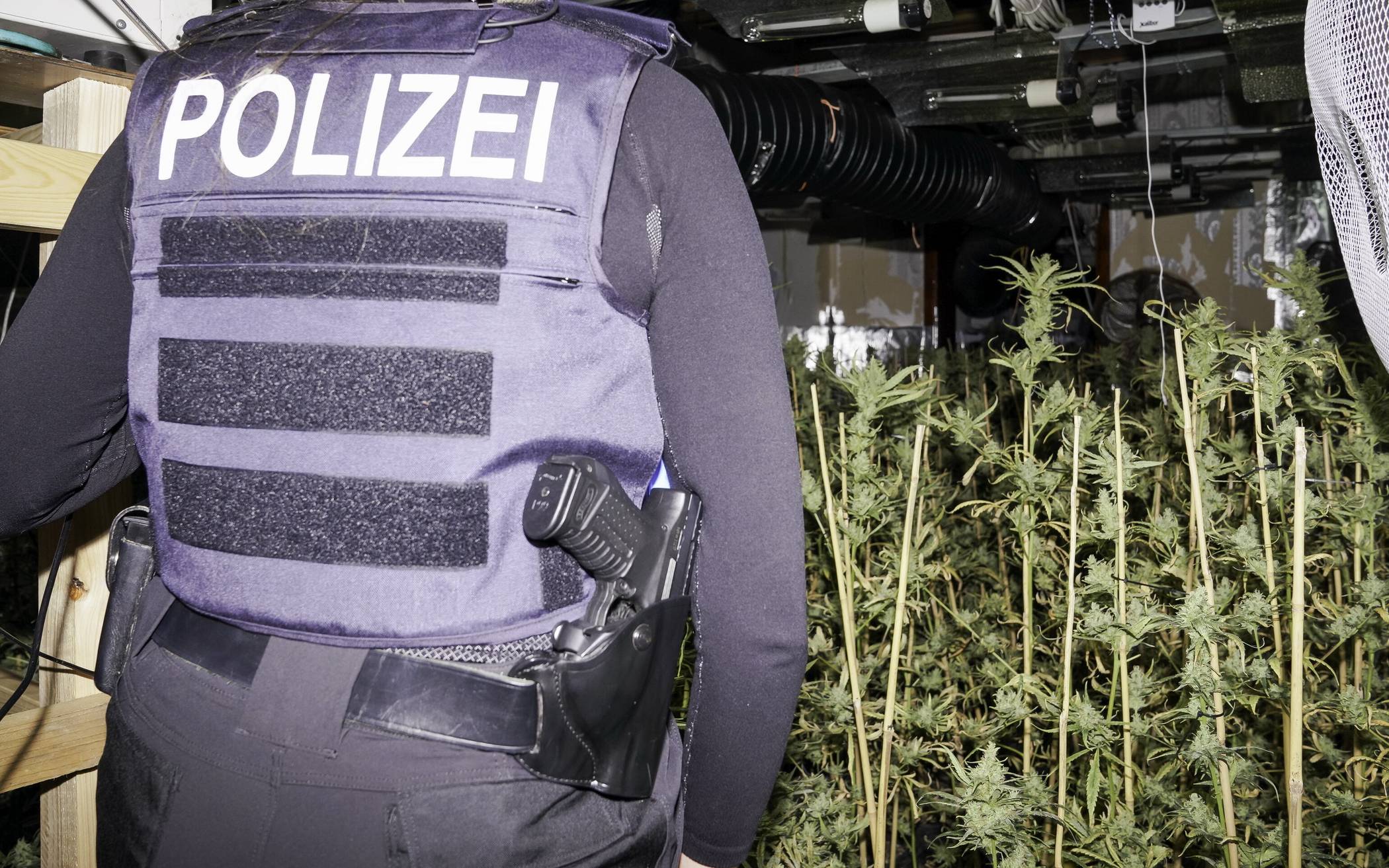 Polizei entdeckt Cannabis-Plantage
