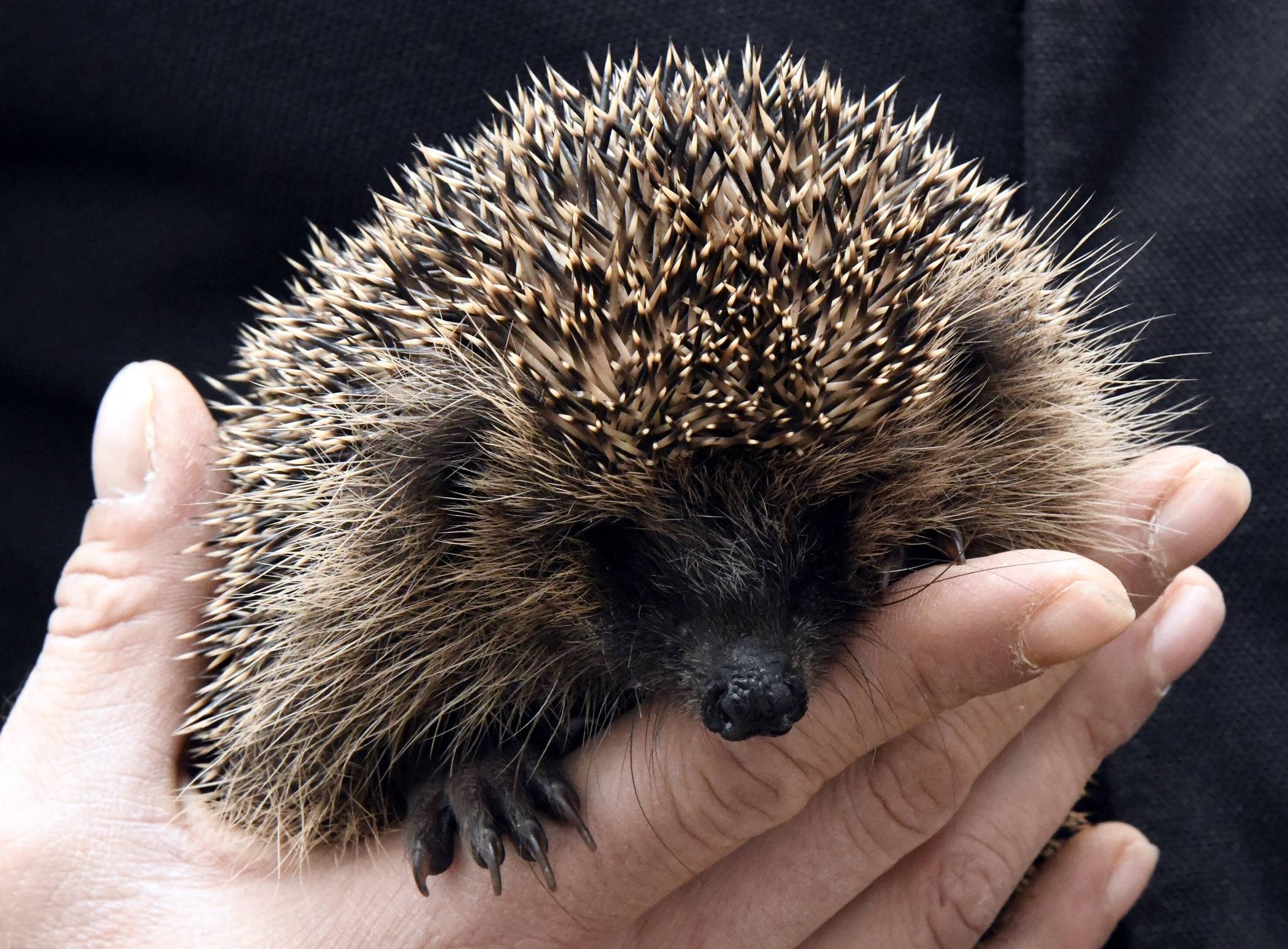  Auch Igel brauchen Hilfe. 