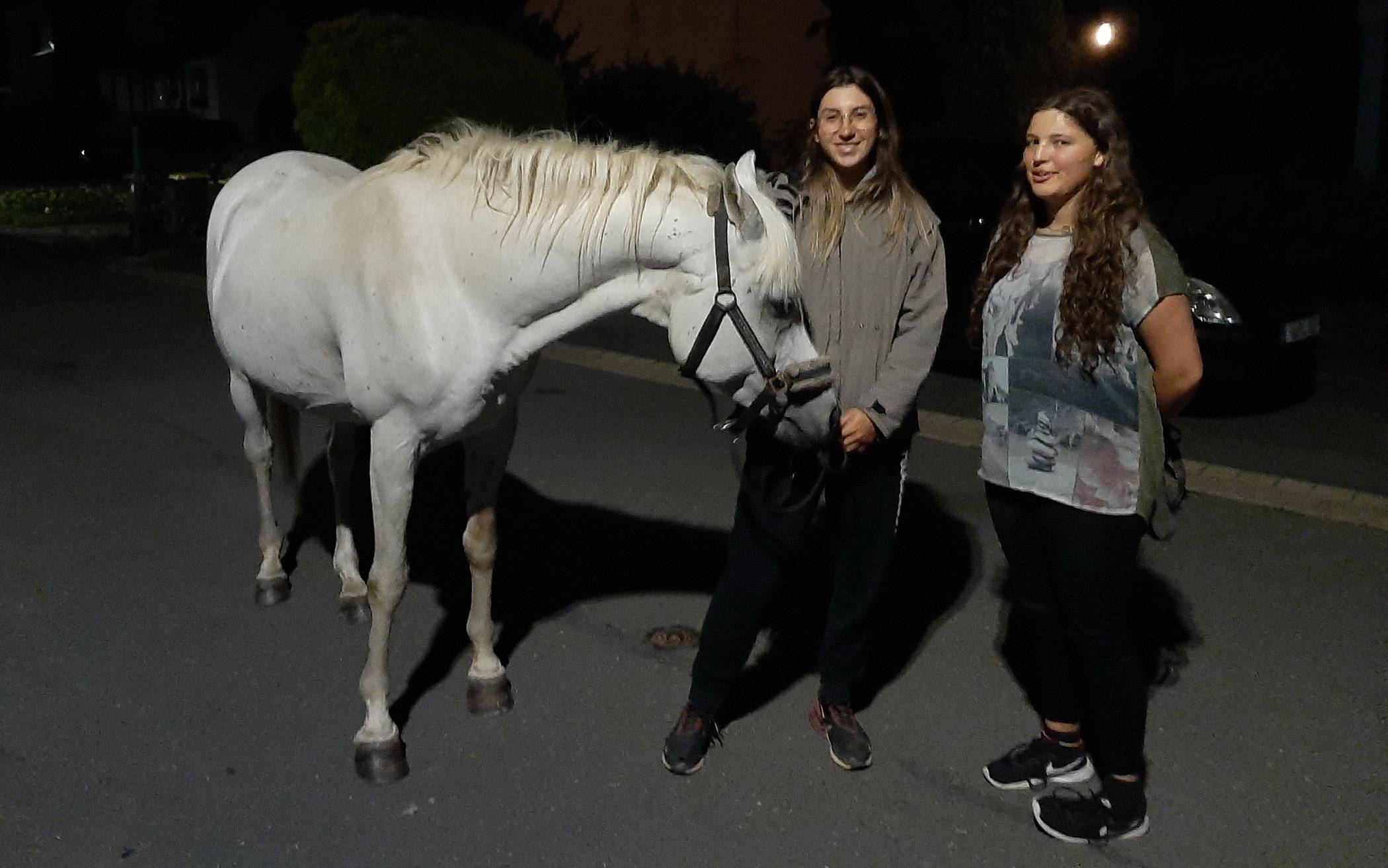 Happy End: Pferd nachts auf Tour durch Cronenberg