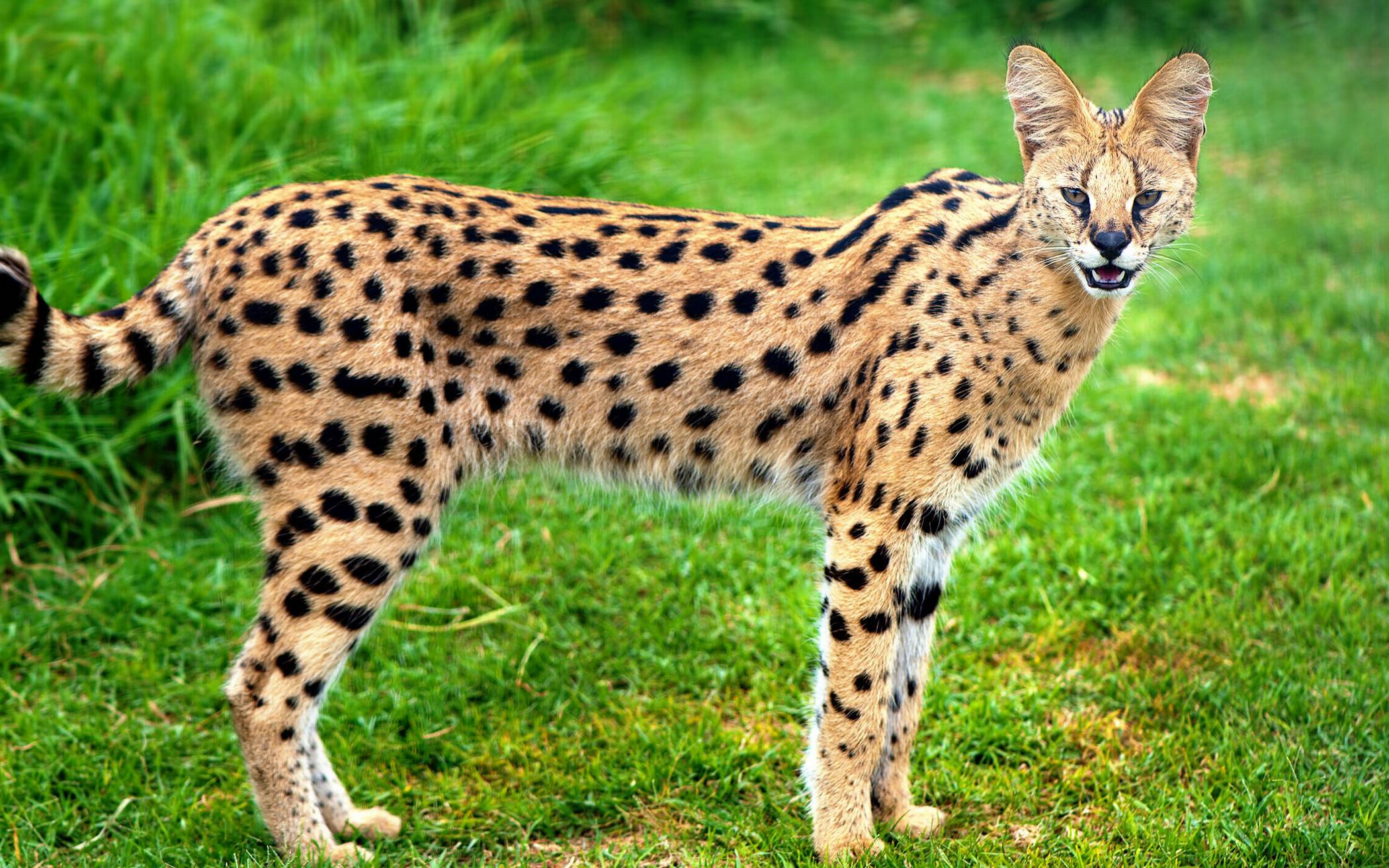 Privathaltung möglich, Verwechslung mit Löwe oder Wildschwein eher nicht. Eine solche Serval-Katze gibt es laut Stadtverwaltung auch in Wuppertal.  