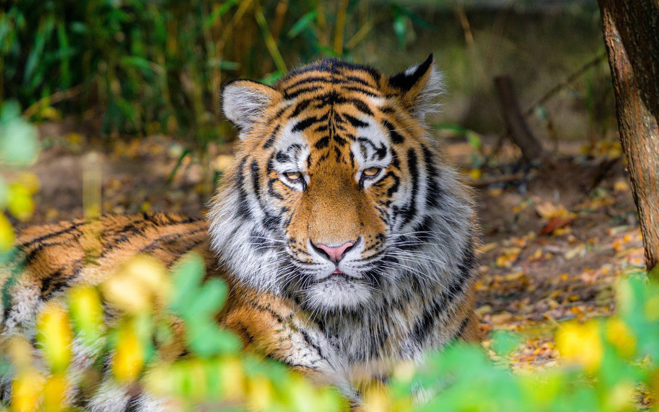Tiger „Kasimir“ ist nun Wuppertaler