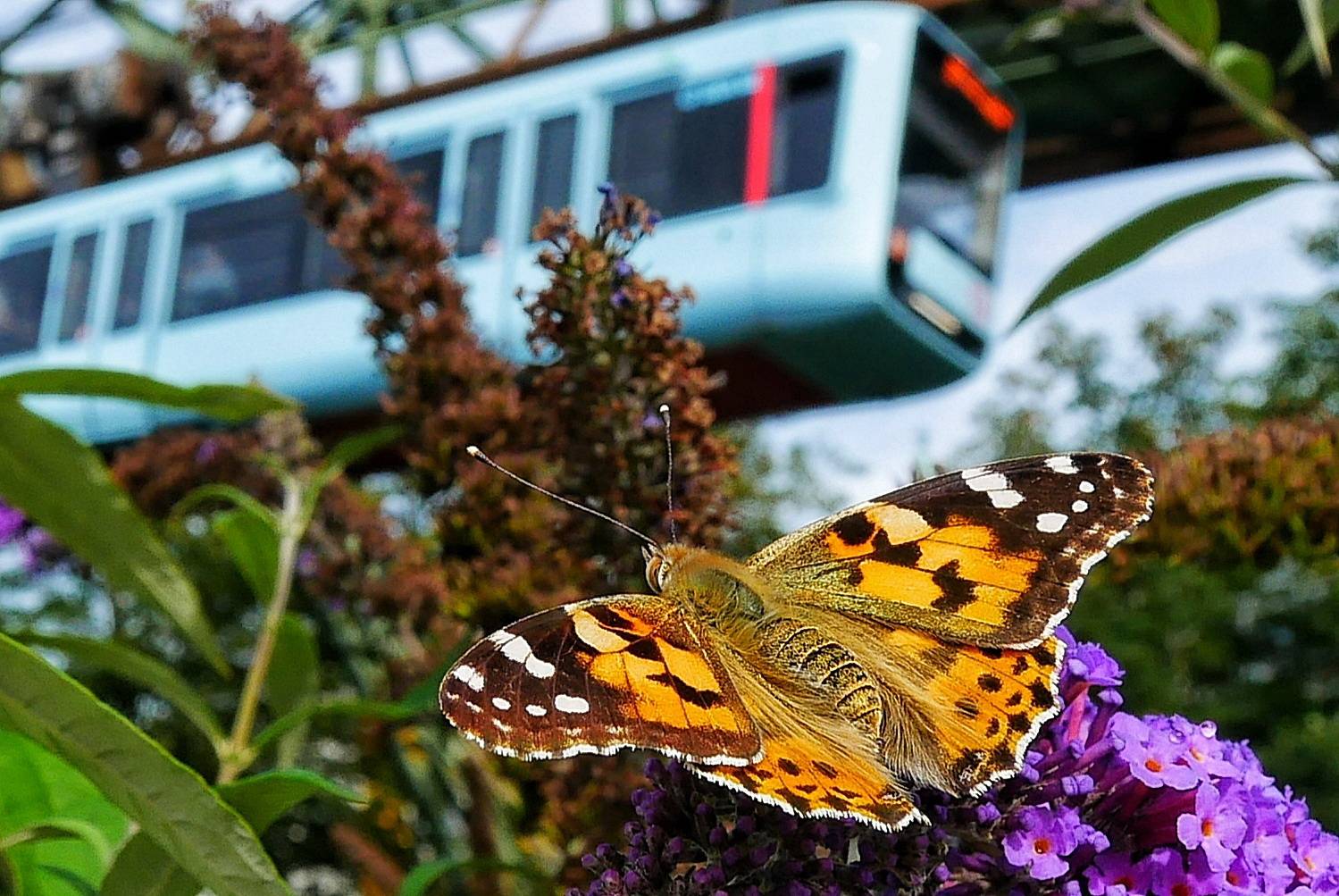  Ein Schmetterling vor der Schwebebahn. 