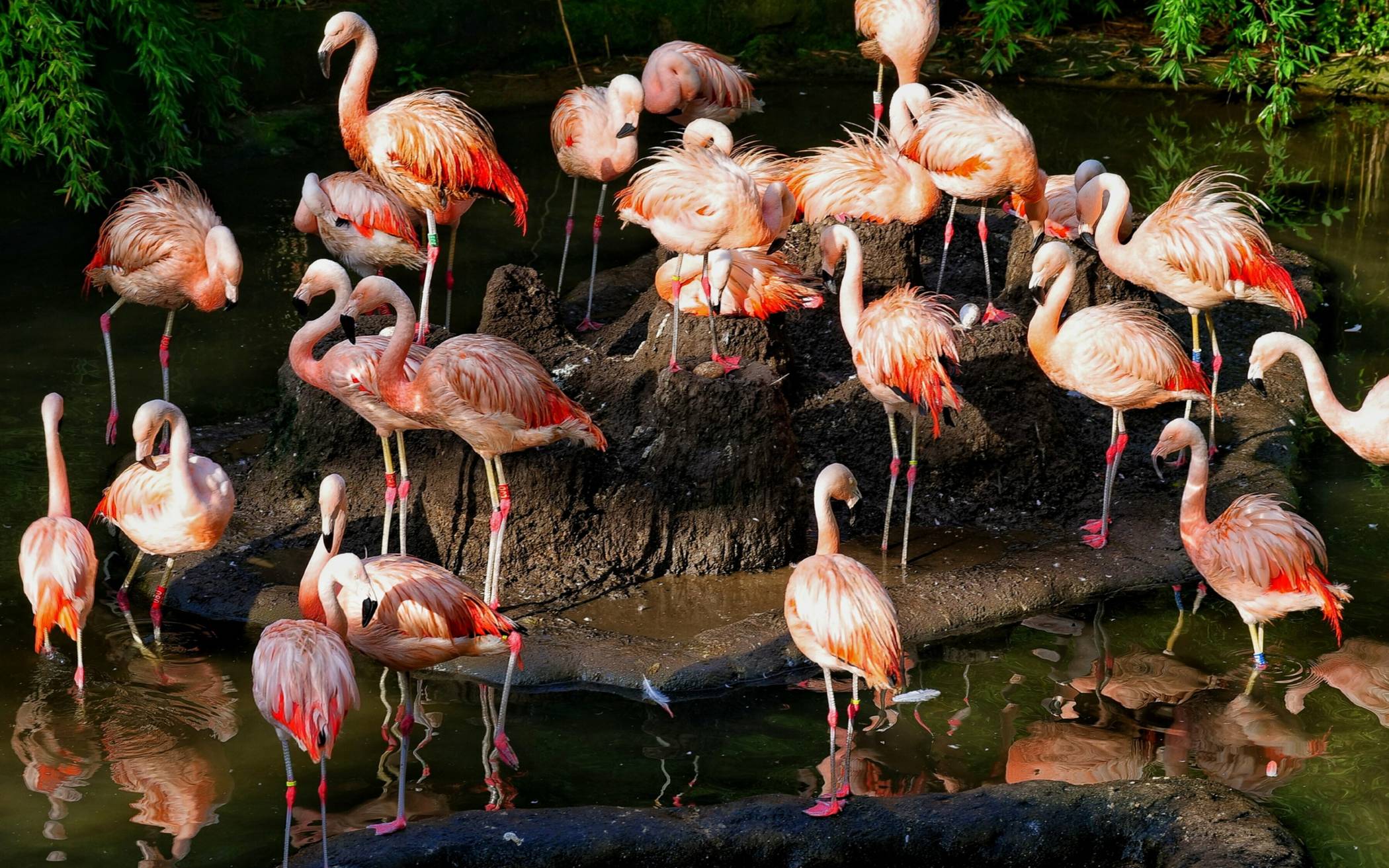  Die Flamingos 