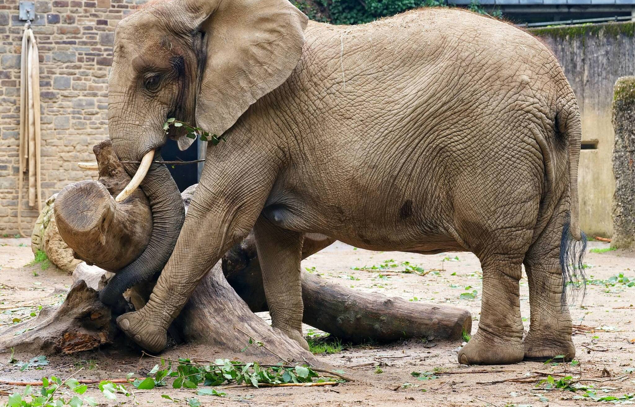 Die Elefanten sind Publikumslieblinge im Zoo.