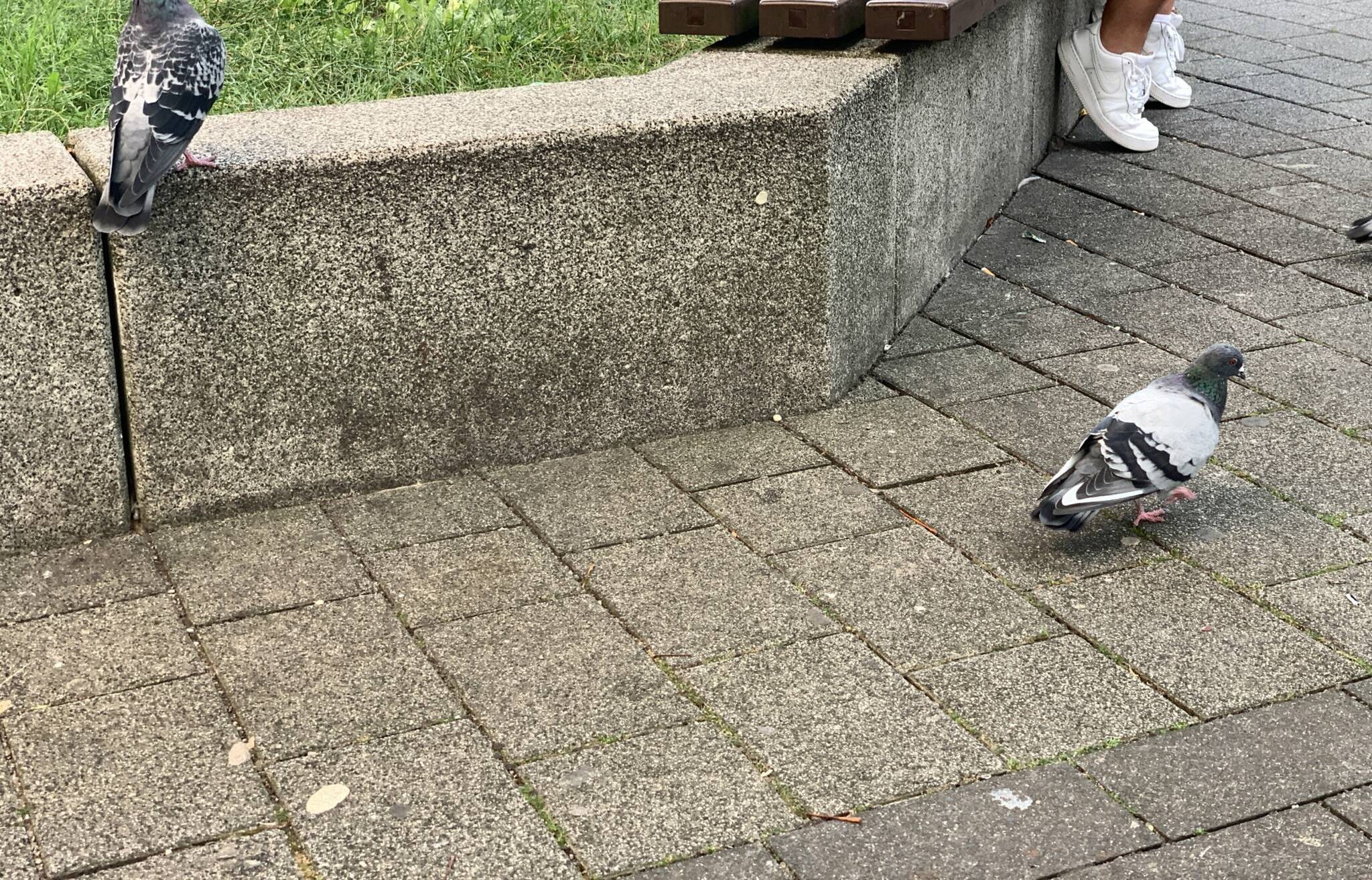 Tauben auf Futtersuche.