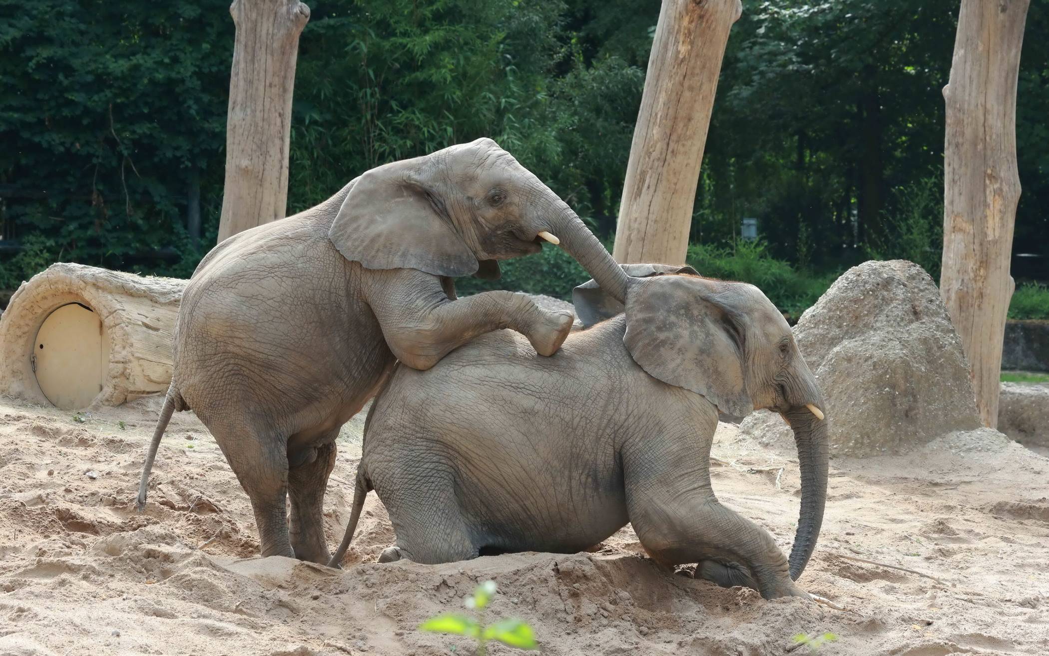 Märchenhafte Rundgänge im Zoo für Kinder