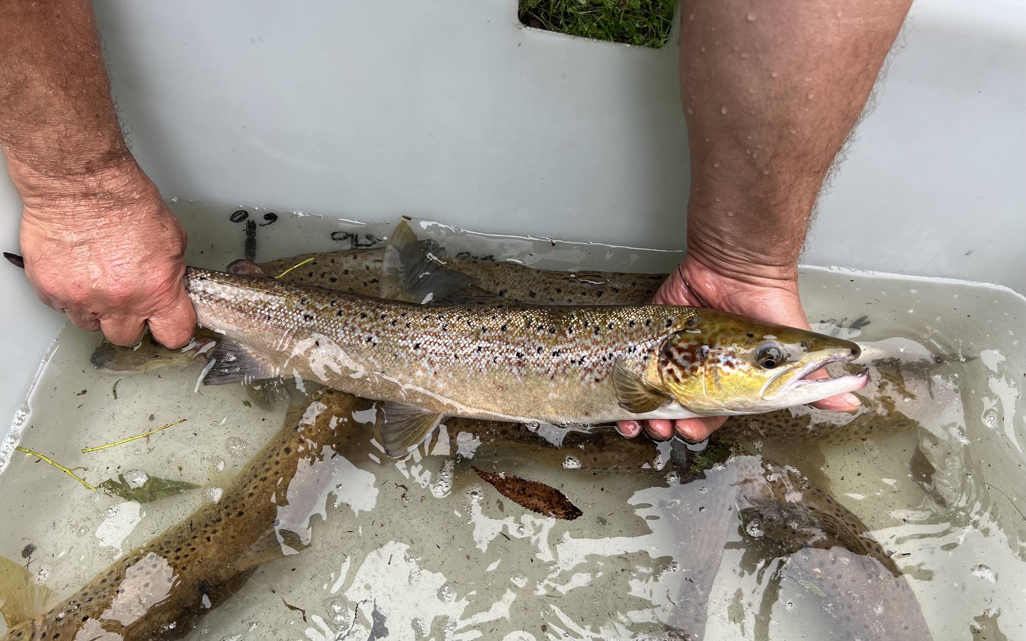 Die ersten gesichtete Wupperfische.