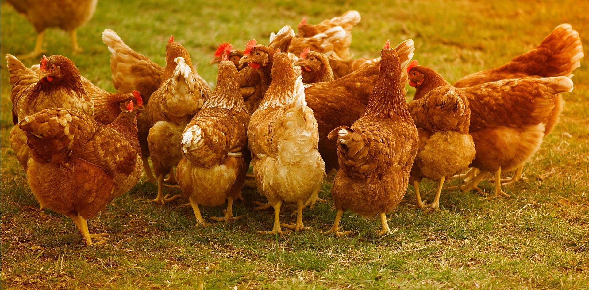 Sorge um Bestand seltener Hühnerbestände