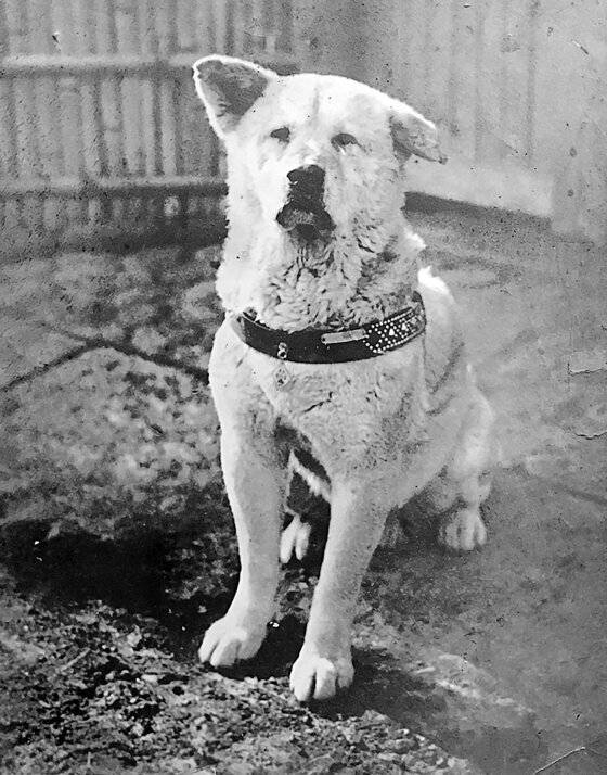 Hachikō, der treueste Hund der Welt