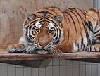 Die Sibirische Tigerkatze „Tullia“.