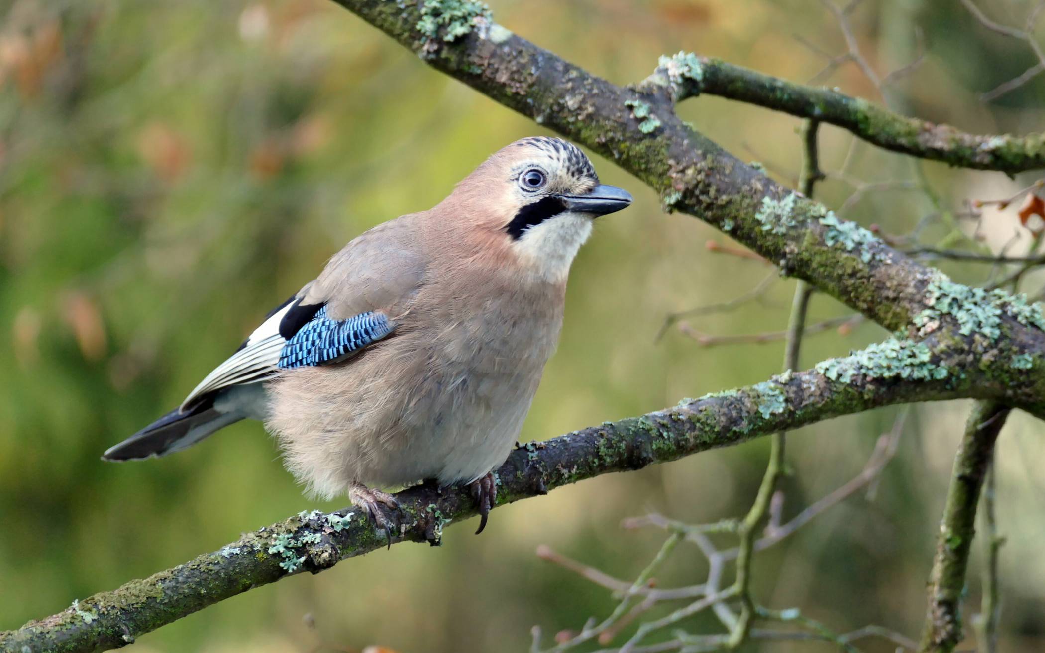 NABU-Aktion: Wintervögel beobachten und zählen