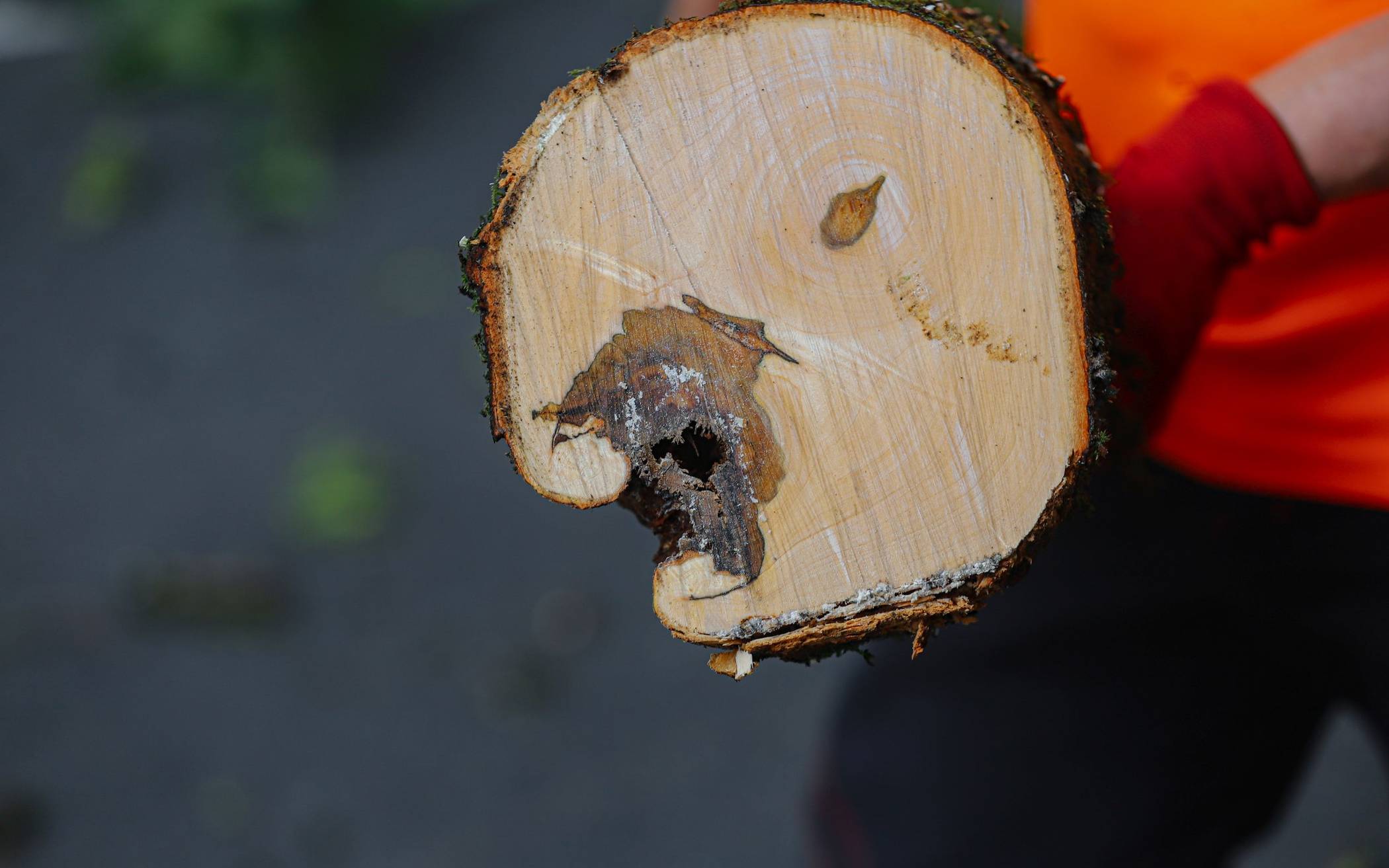 Stadt erläutert Gründe für Baumfällungen