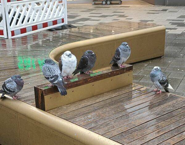 „Treffen sich sechs Tauben …“