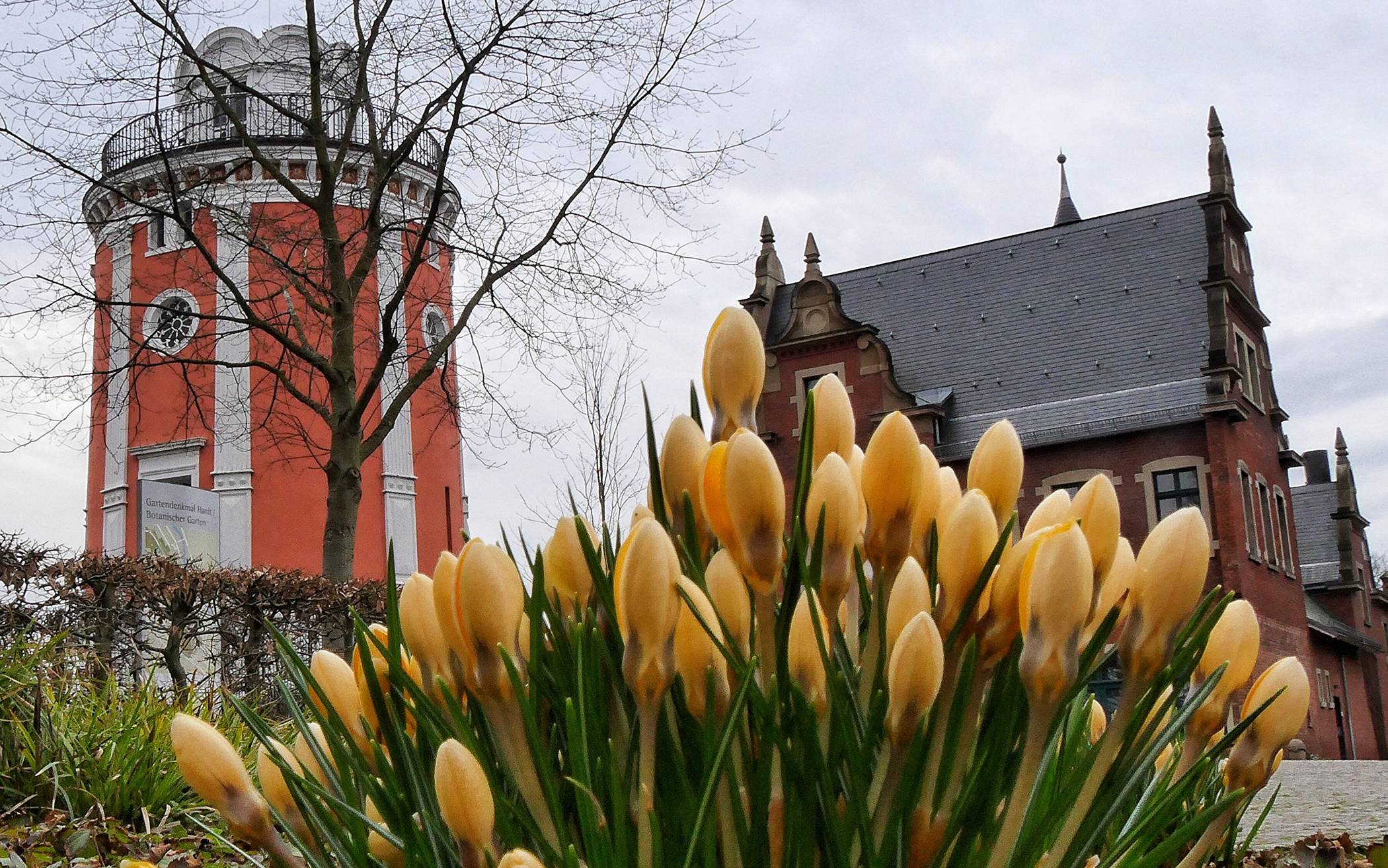  Die Tulpen vor dem Elisenturm und der Villa Eller. 