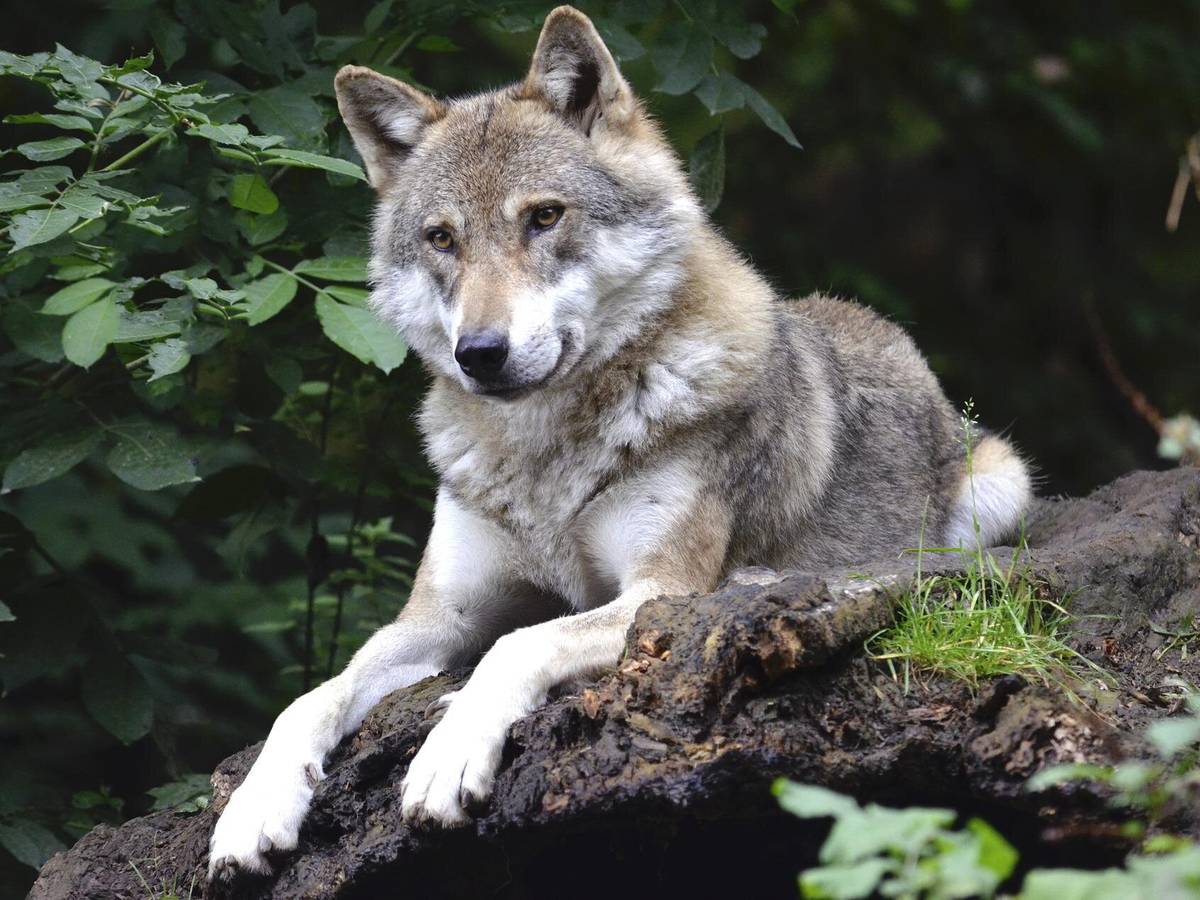 Wolf, Biber und Co.: Konfliktträchtige Tierarten in NRW