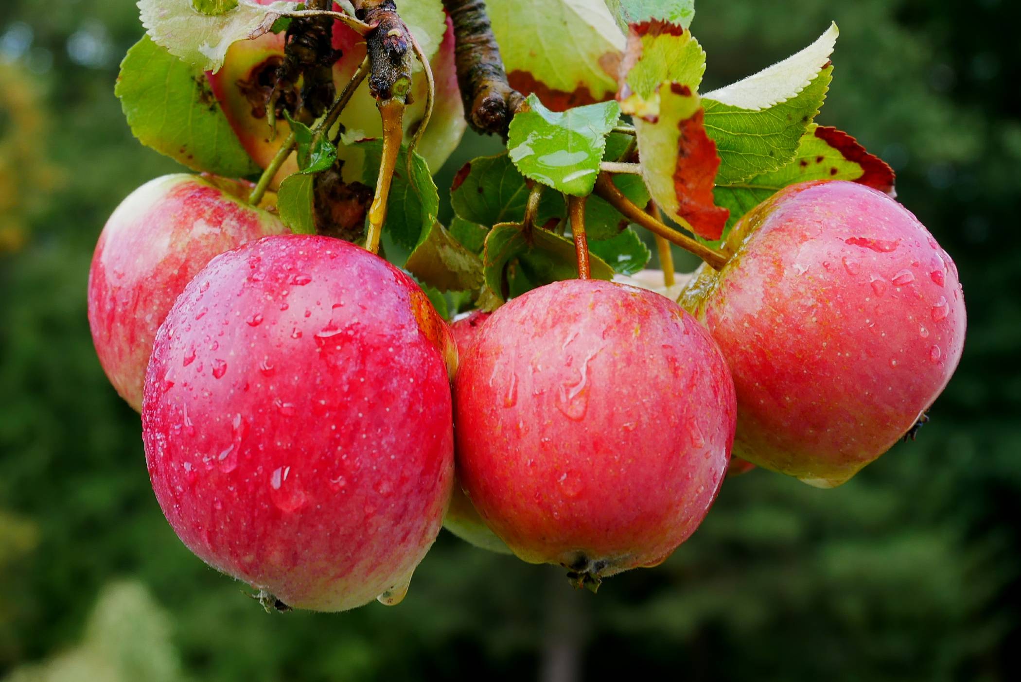 Der Experte zeigt, wie es am Ende so aussehen kann.