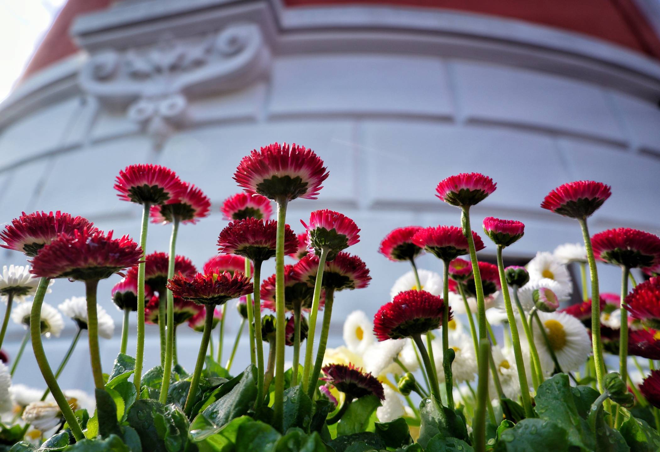 Blumen vor dem Elisenturm.