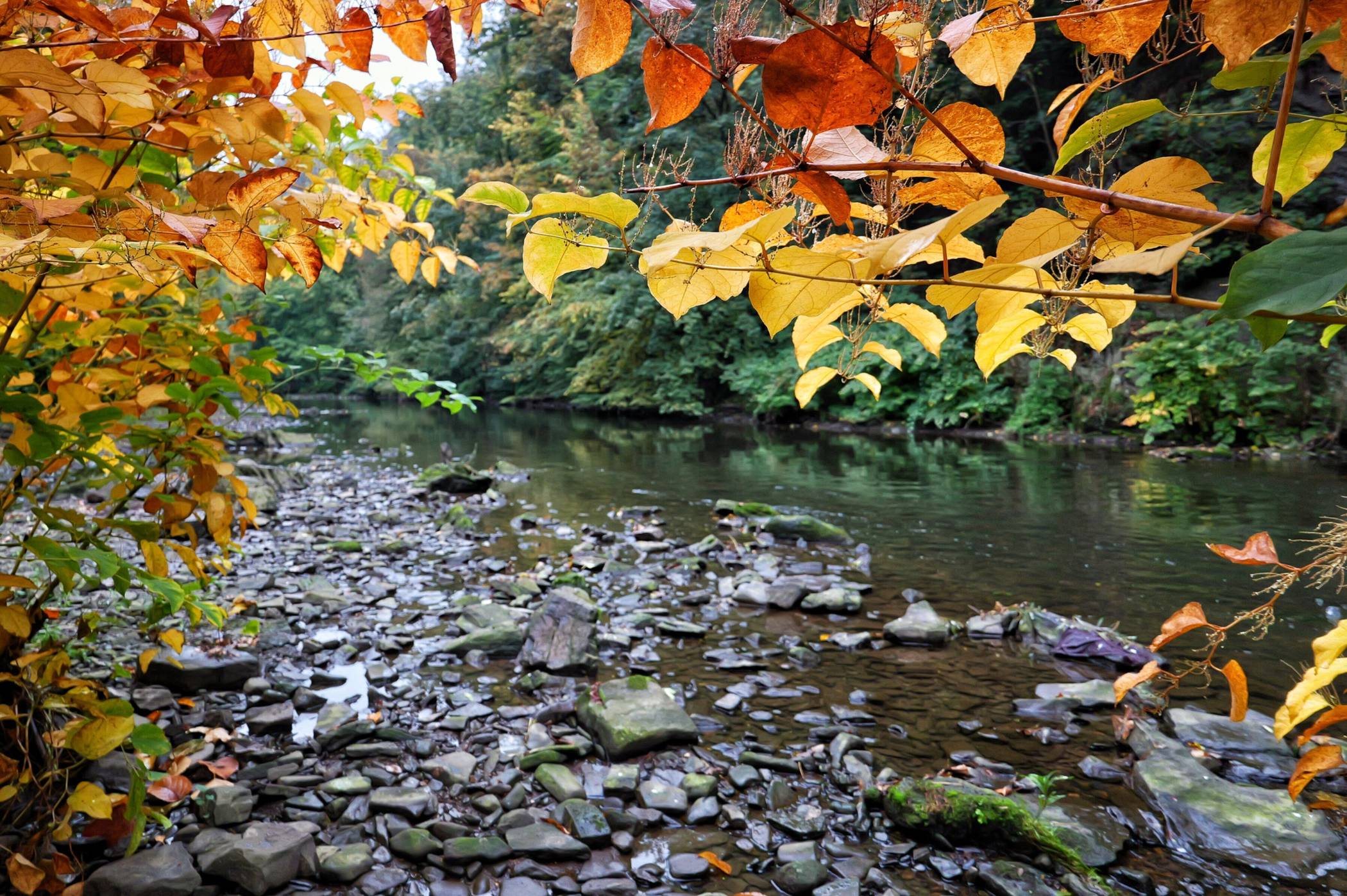  Das Farbenspiel an der Wupper in Sonnborn. 